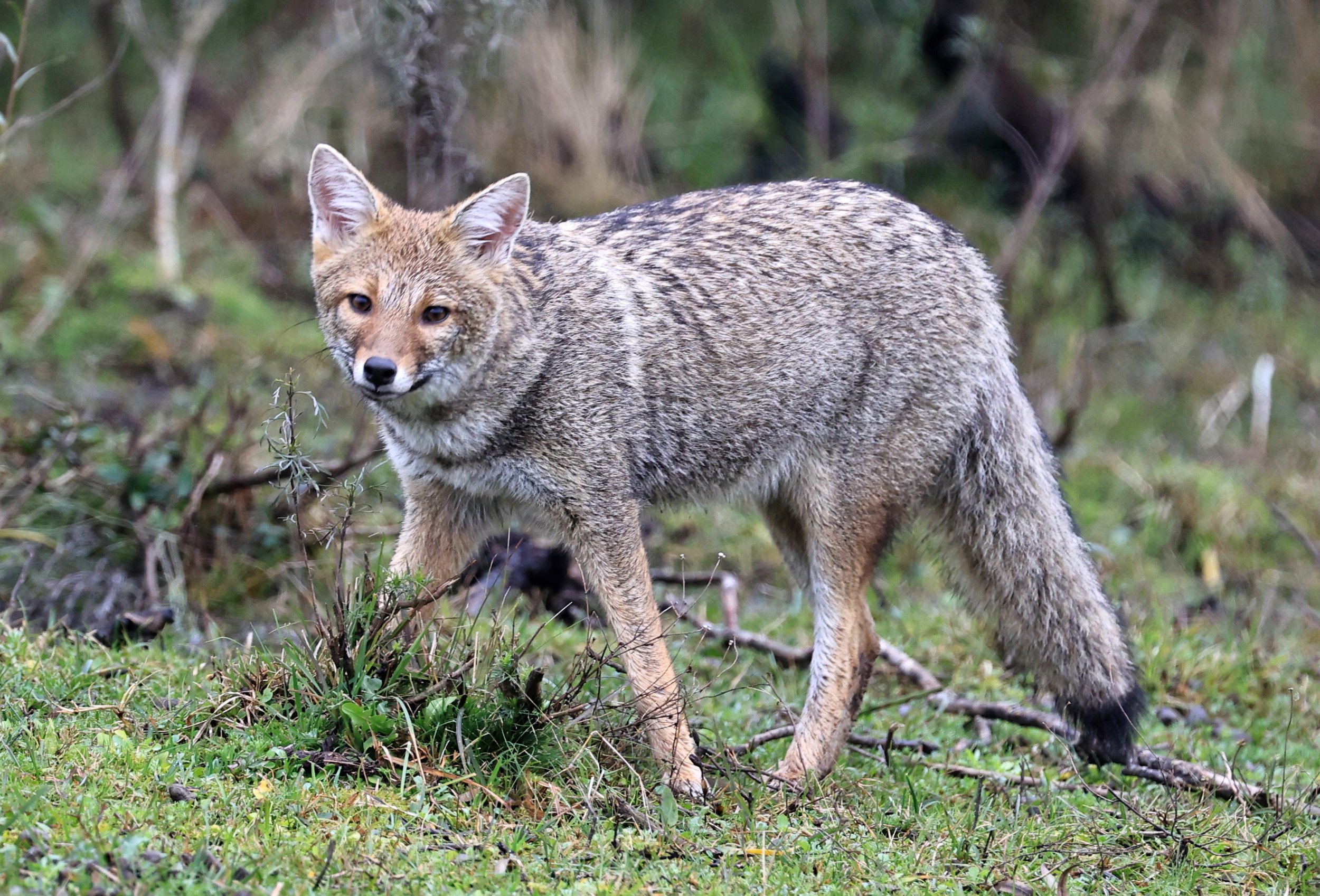 Pampas Fox (Lycalopex gymnocercus) El Palmar National Park, Entre Rios, Argentina day 2 (37).jpg