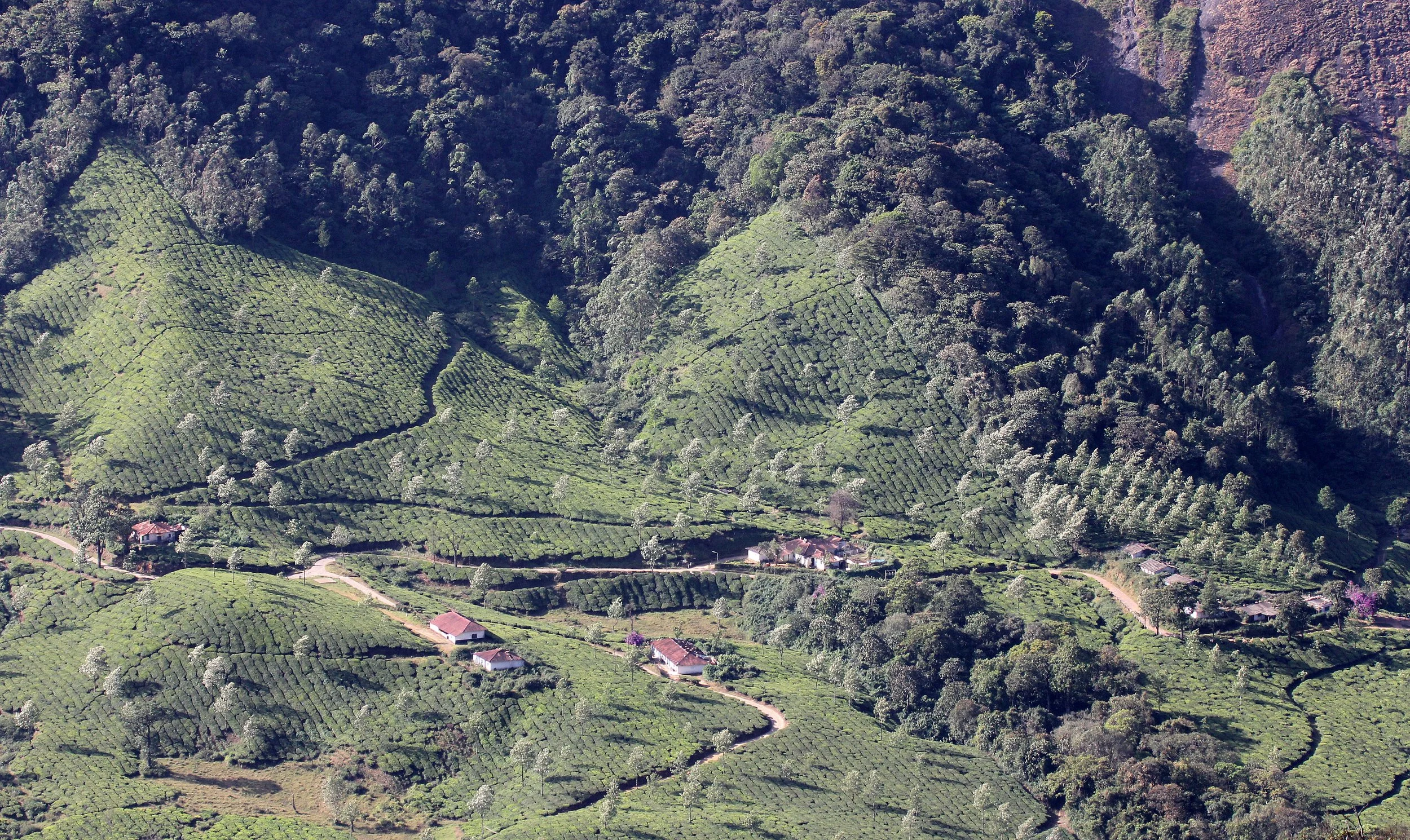 ERAVIKULUM NATIONAL PARK KERALA INDIA (3).JPG