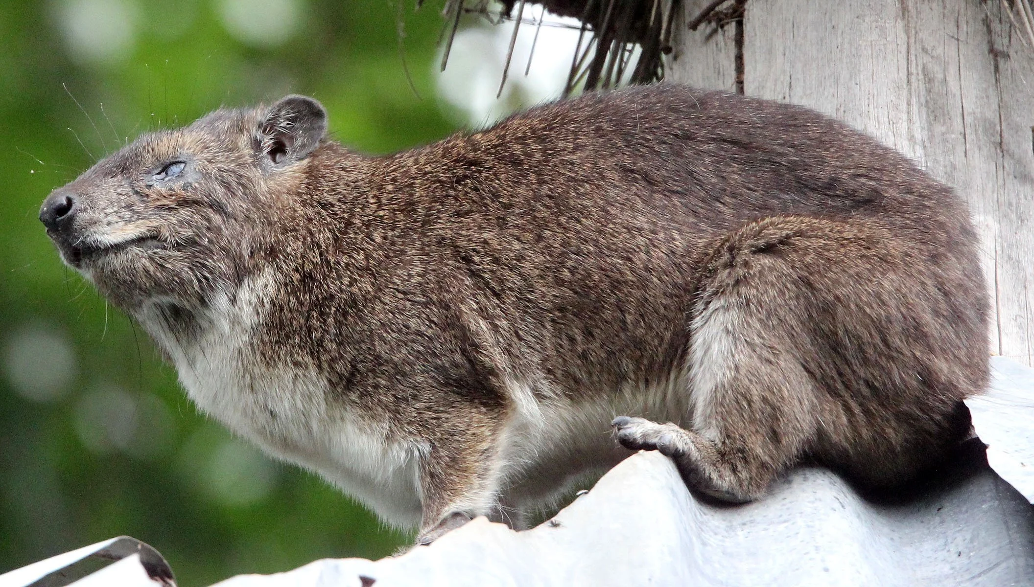 Heterohyrax brucei - YELLOW-SPOTTED BUSH HYRAX - ZIWAY LAKE ETHIOPIA (25).JPG
