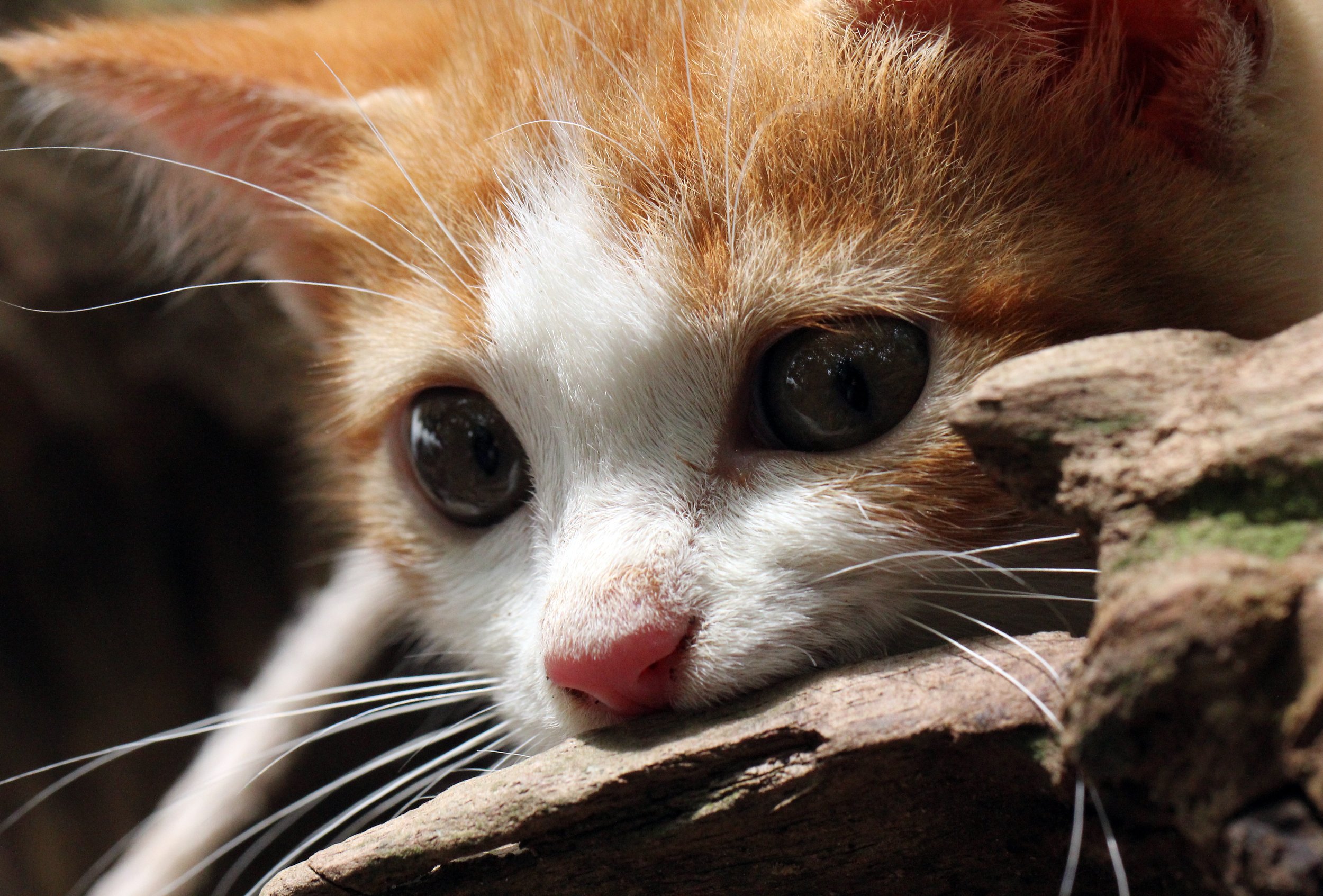 2015 Koh Lanta Summer Misc Images (1036).JPG