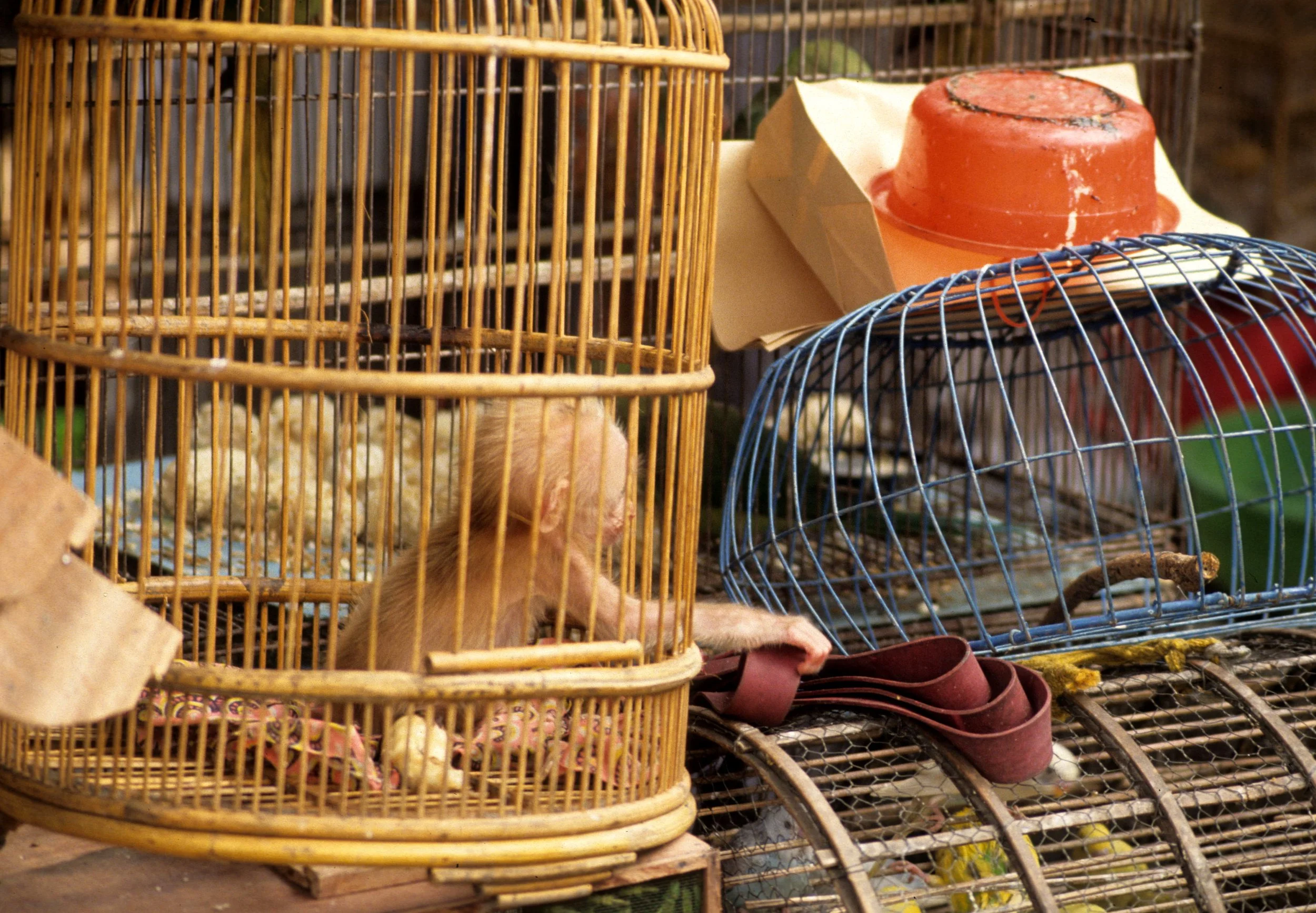 SAIGON - PET MARKET (2).jpg