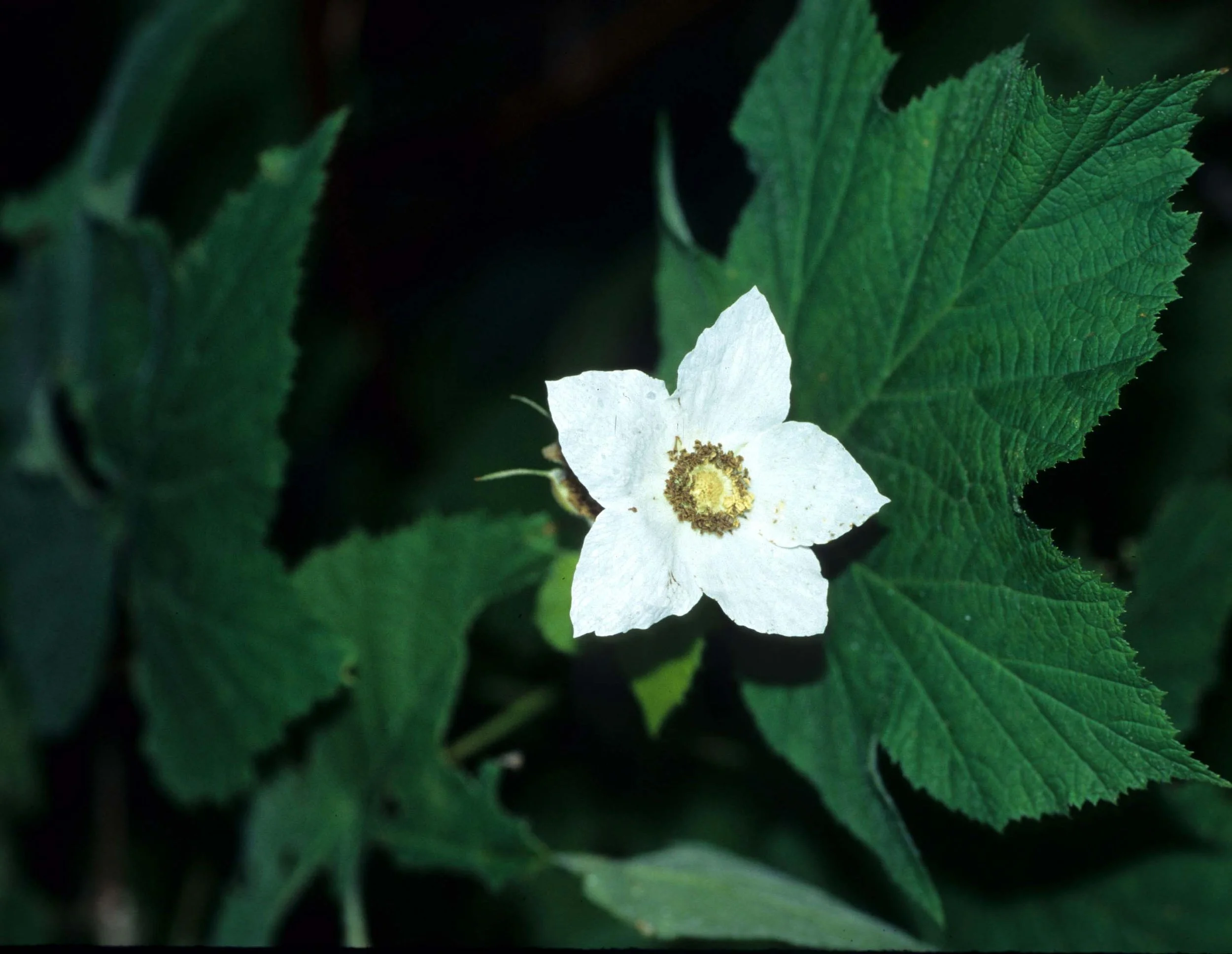 CALIFORNIA - REDWOODS NP - RIBES SPECIES - THIMBLEBERRY.jpg