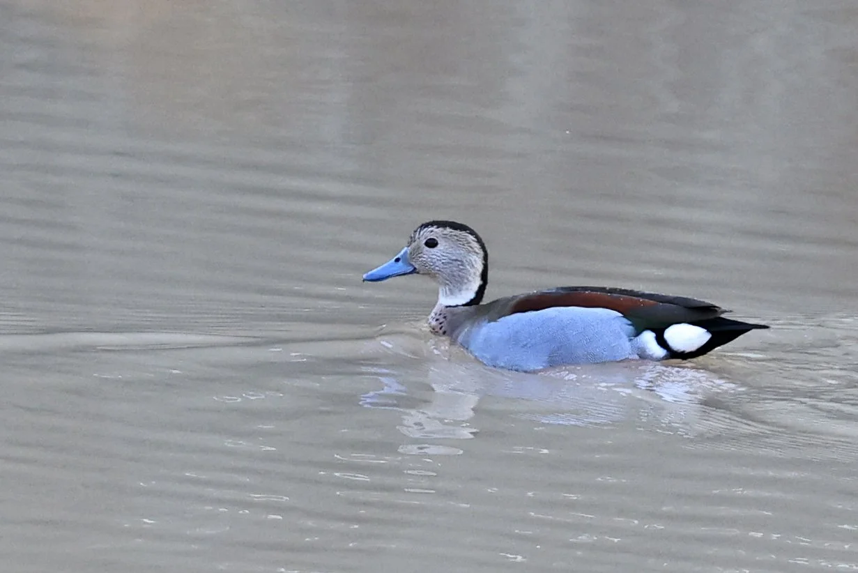Ringed Teal (Callonetta leucophrys) Hotel Iparoma Campestre Paraguay (15).jpg