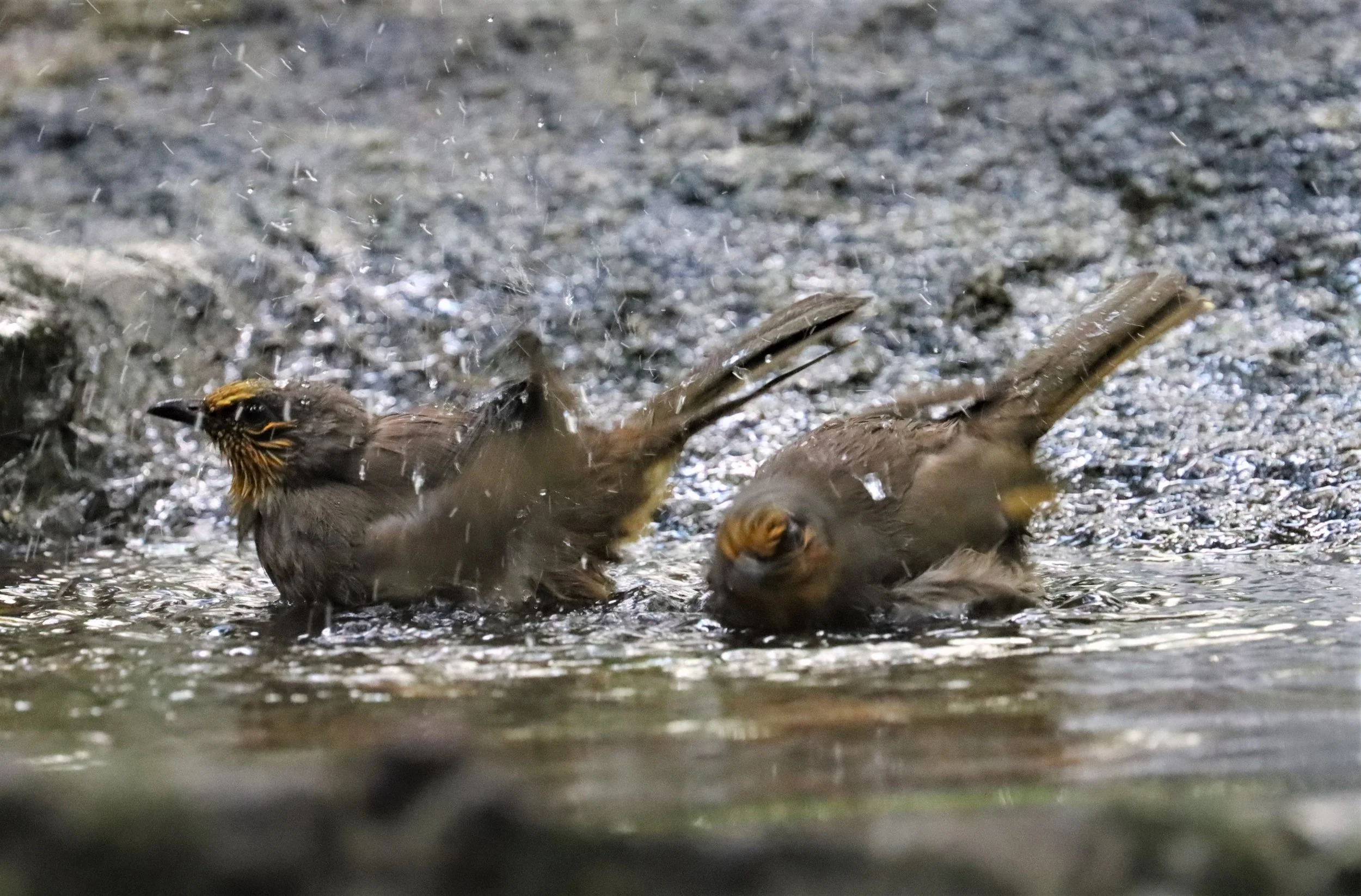 BULBUL - STRIPE-THROATED BULBUL - Pycnonotus finlaysoni -WAT THAM PRATHUN CHONBURI (5).jpg