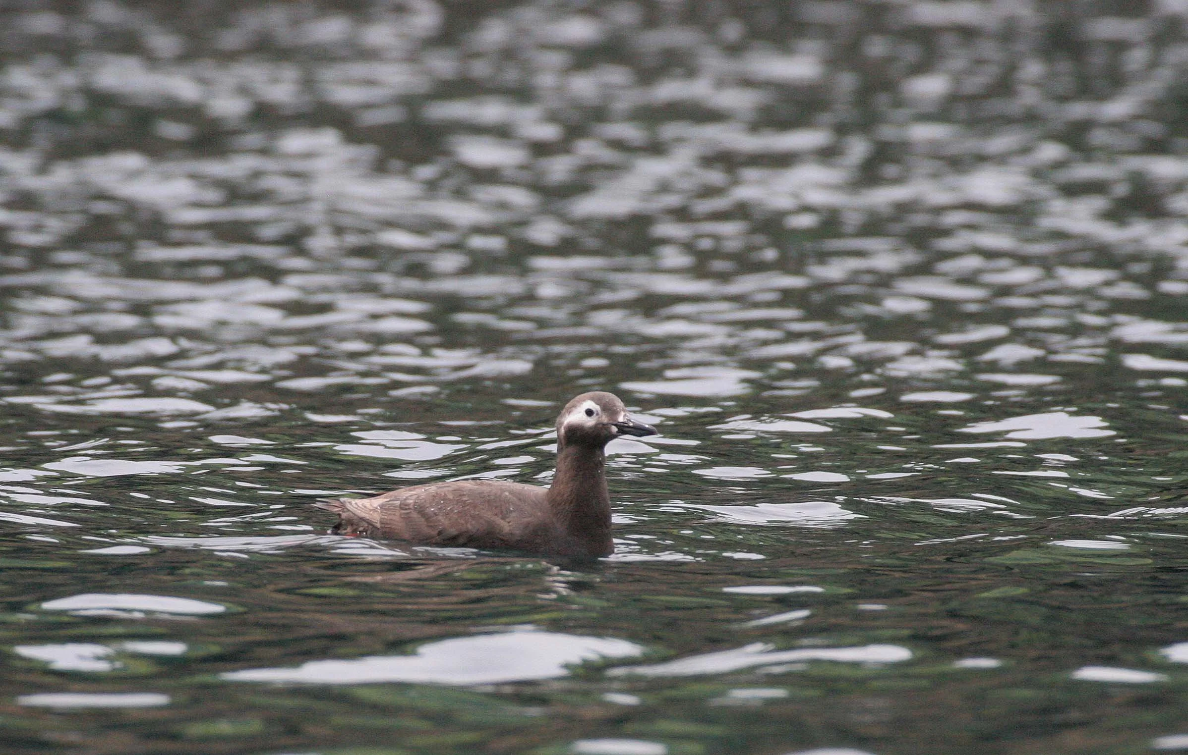 Cepphus carbo - SPECTACLED GUILLEMOT - MONERON ISLAND RUSSIA (22).jpg
