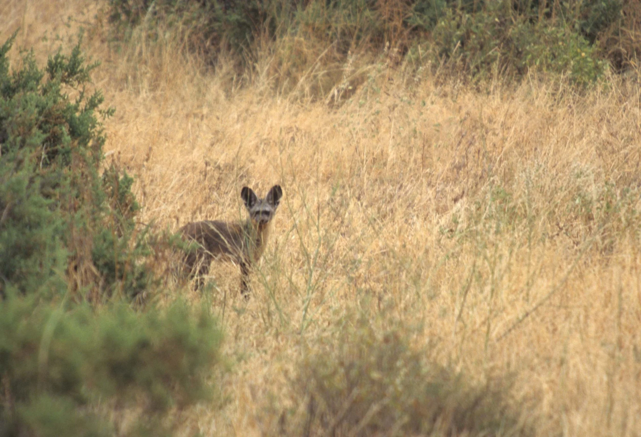 CANID - BAT-EARED FOX - SHABA (2).jpg
