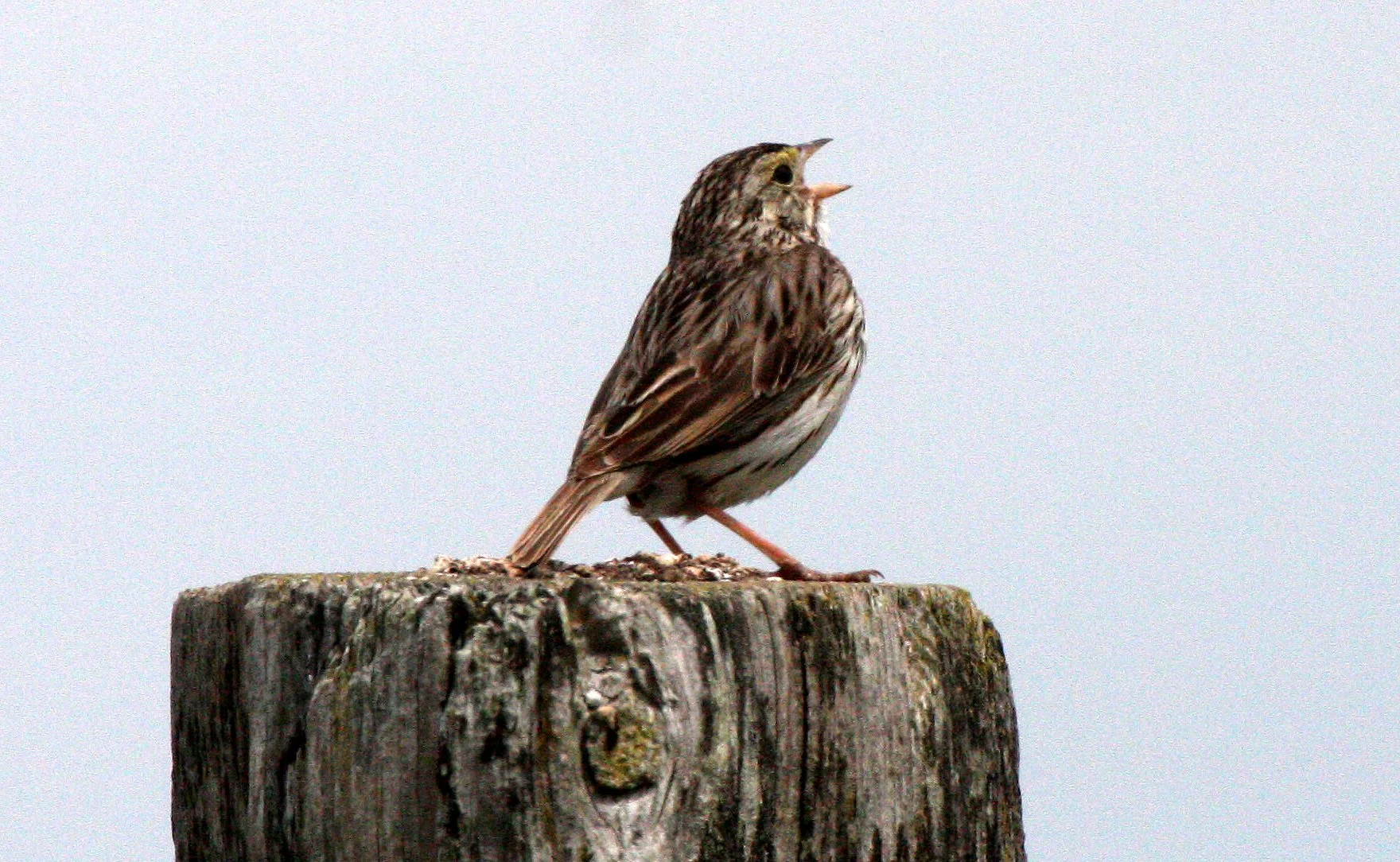 Savannah Sparrow (Passerculus sandwichensis) Dungeness NWR Sequim Washington (4).JPG