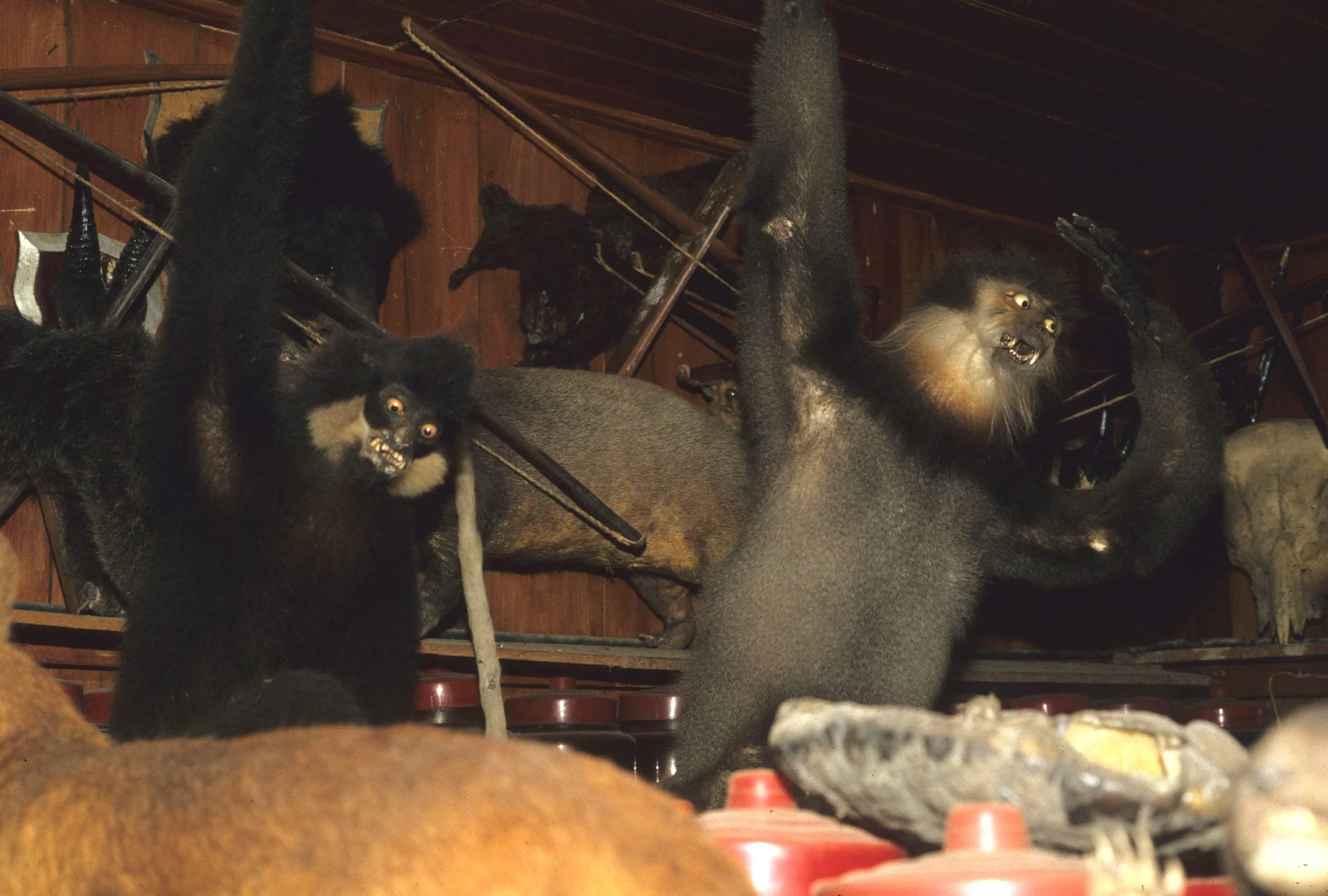 DALAT - POACHERS HUT - PRIMATES STUFFED.jpg