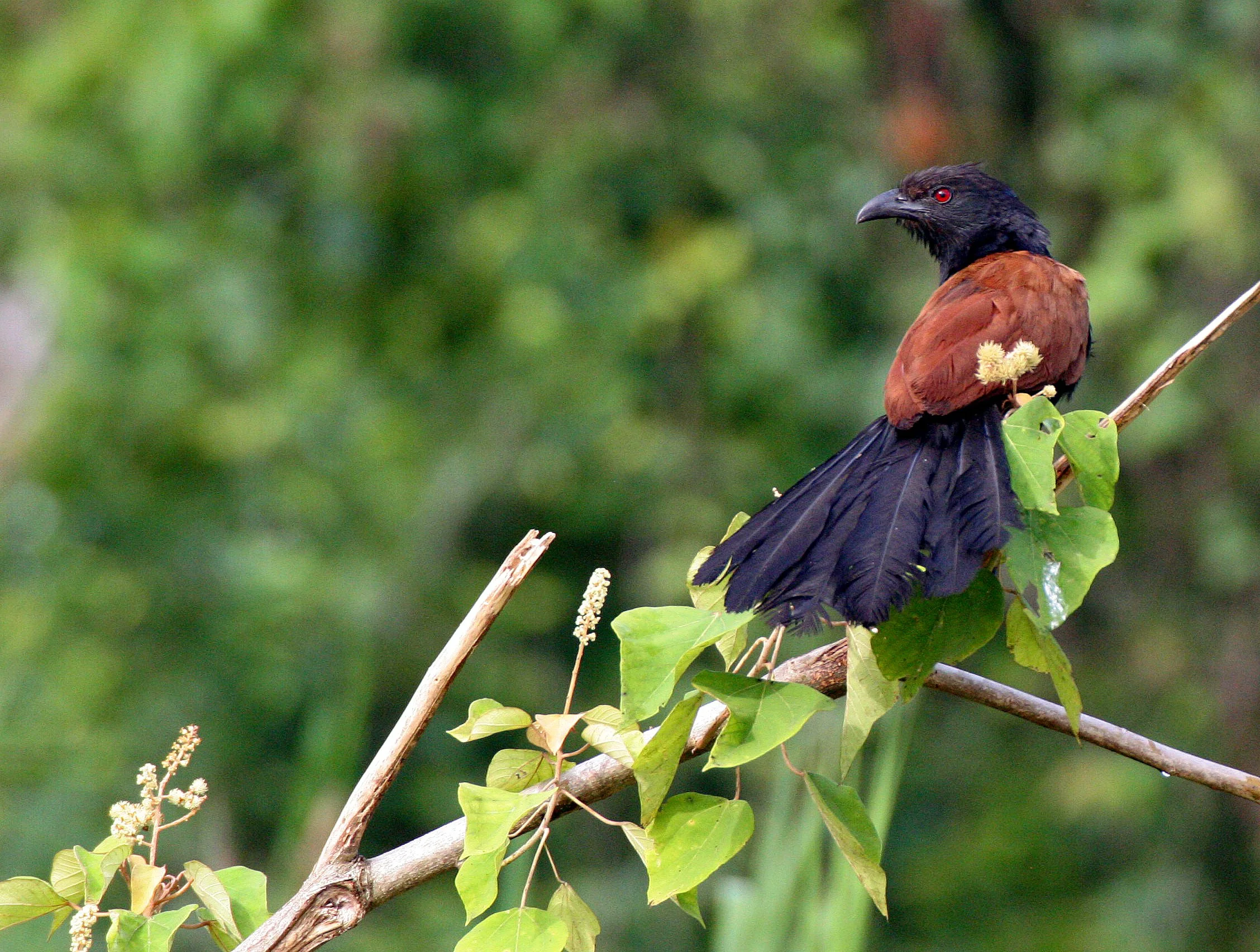 Greater Coucal (Centropus sinensis) Kinabatangan River Borneo (5).JPG