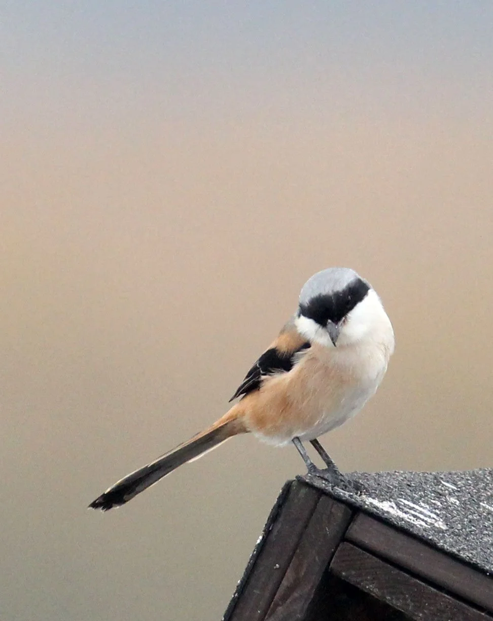 Long-tailed Shrike (Lanius schach) Chongming Island Dongtan Wetland Reserve China (1).JPG