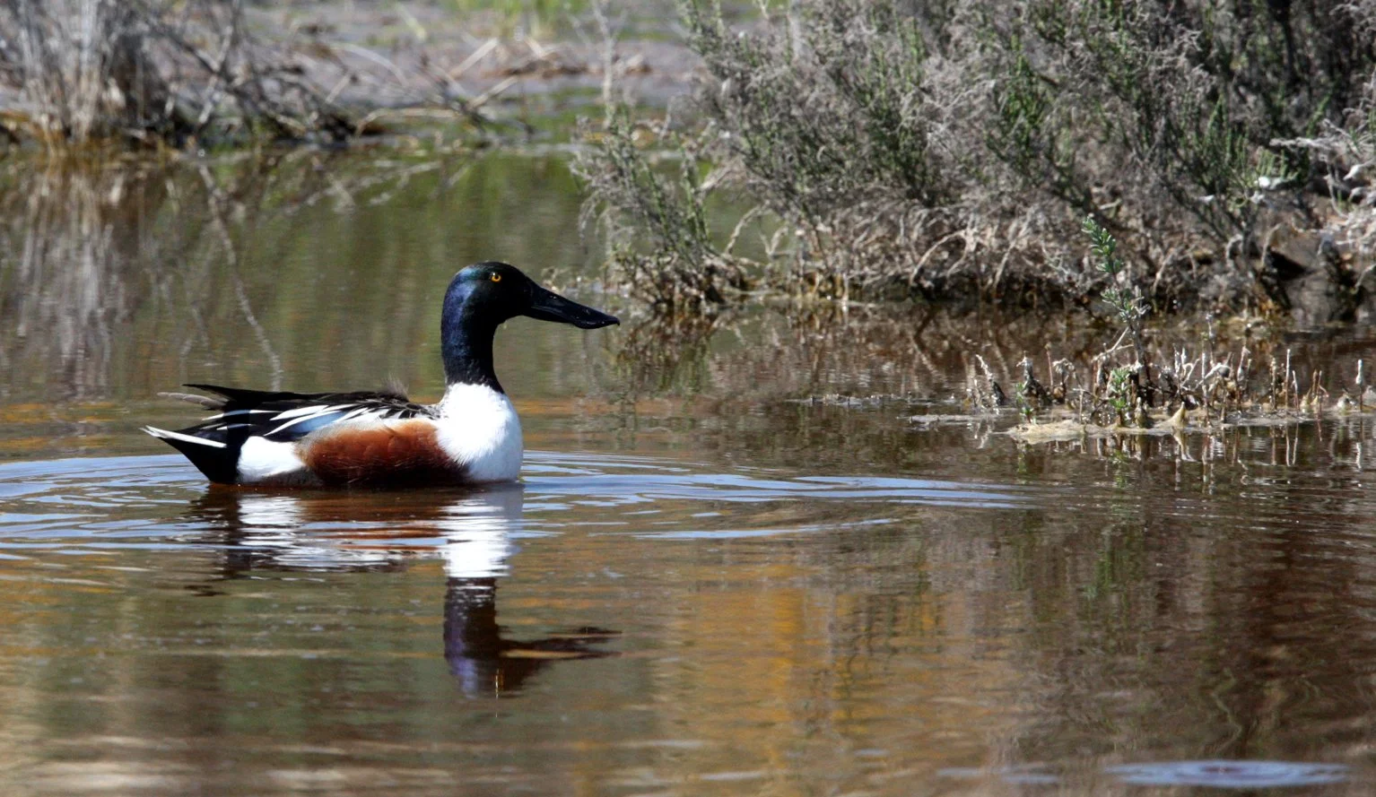 SHOVELER - NORTHERN SHOVELER - Spatula clypeata - KERN NATIONAL WILDLIFE REFUGE CALIFORNIA (7).JPG