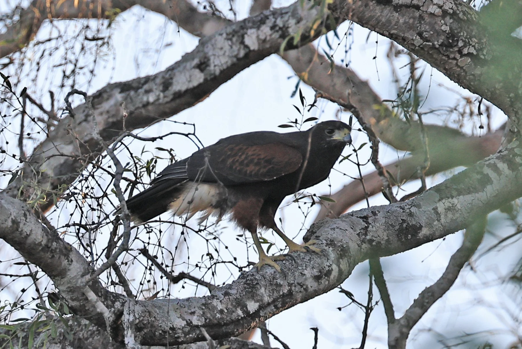 Harris's hawk (Parabuteo unicinctus)