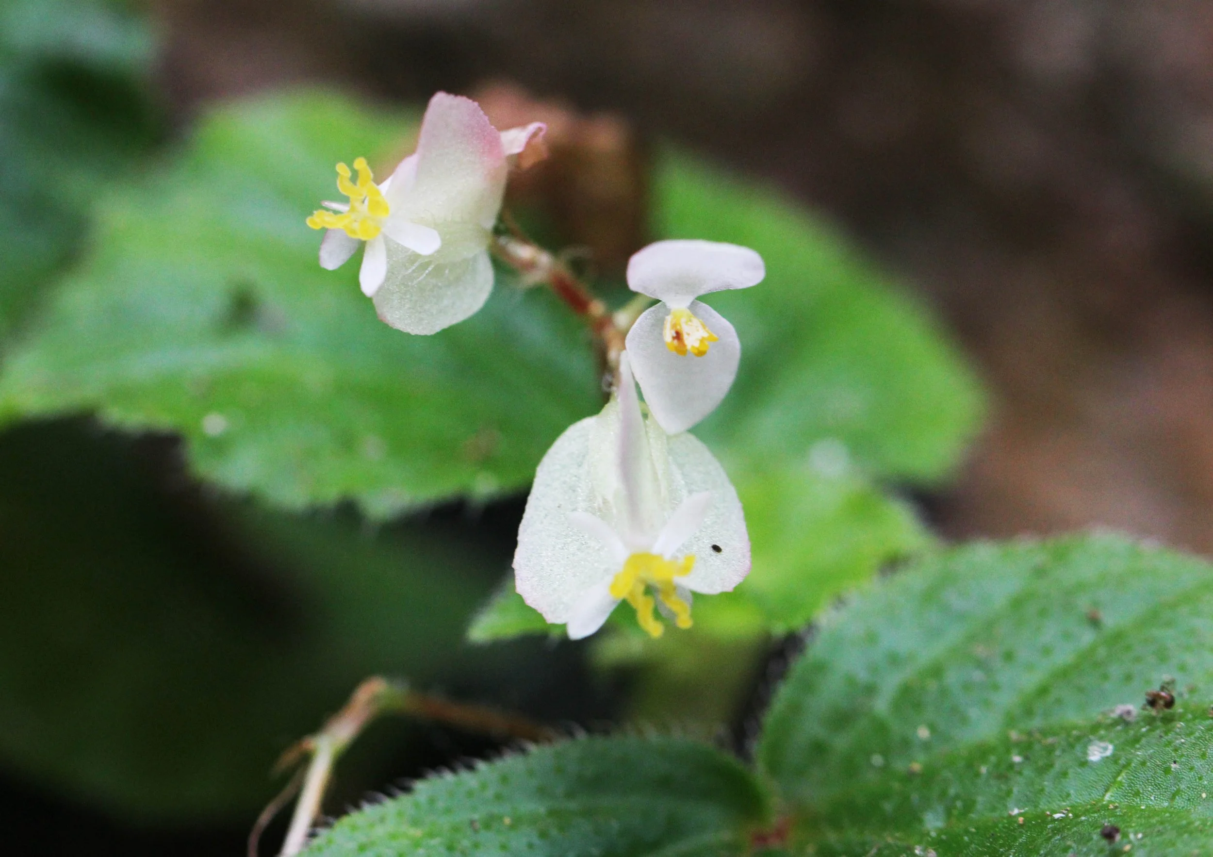 KITULGALA FOREST PRESERVE, SRI LANKA (46).JPG