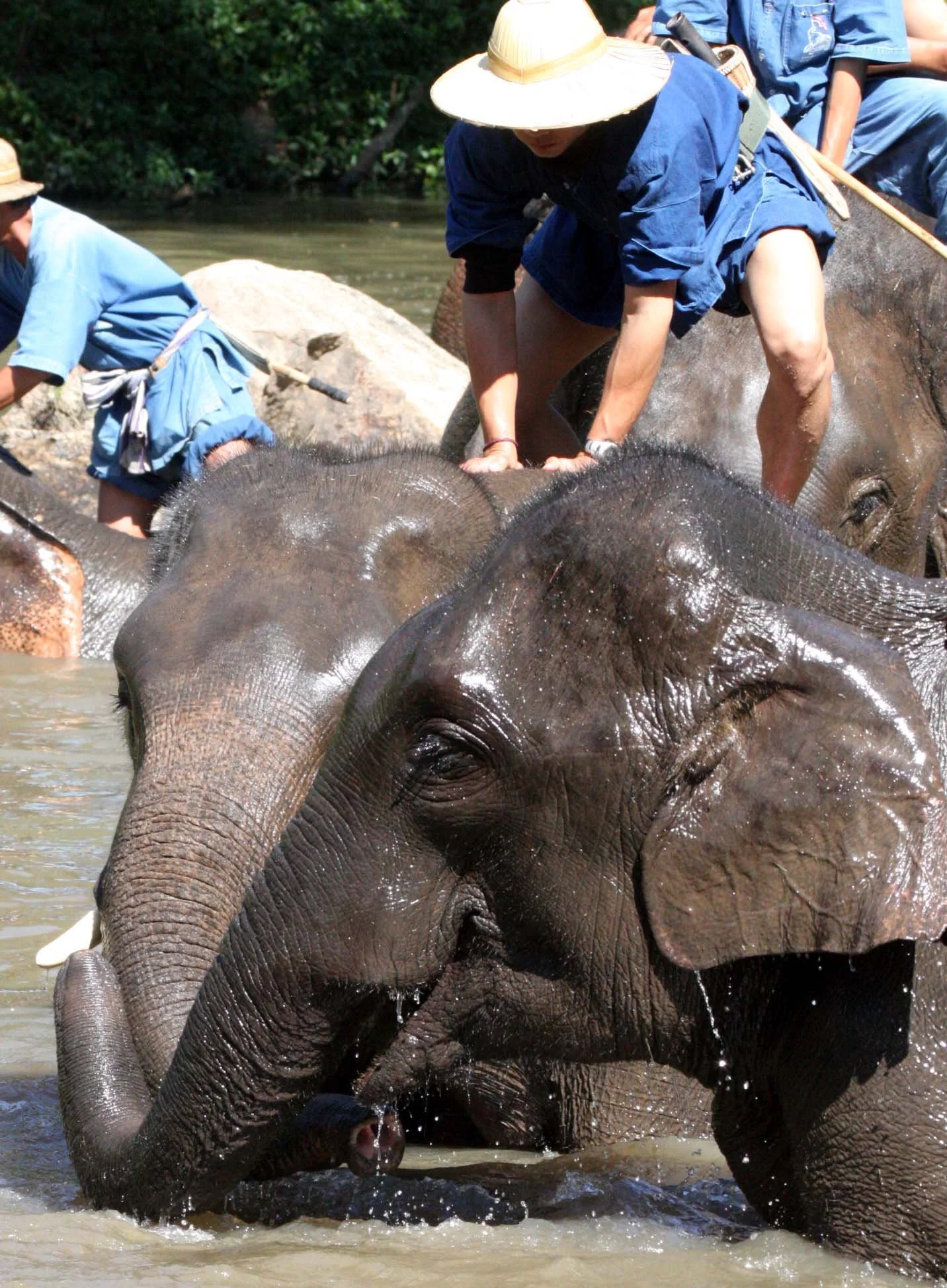 2008 Lampang City & Elephant Center (95).JPG