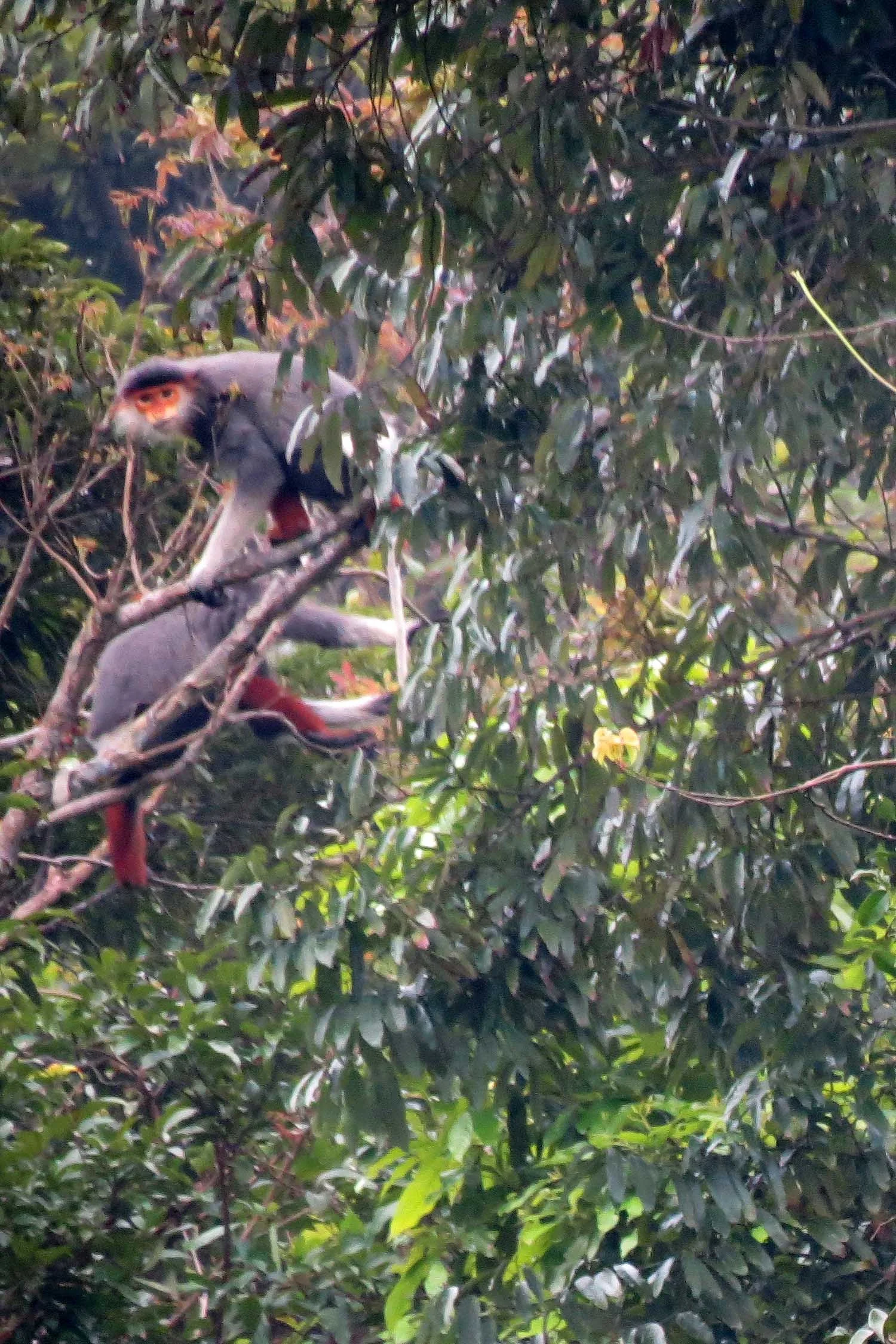 SON TRA PENINSULA - COKIE'S IMAGES (3).JPG