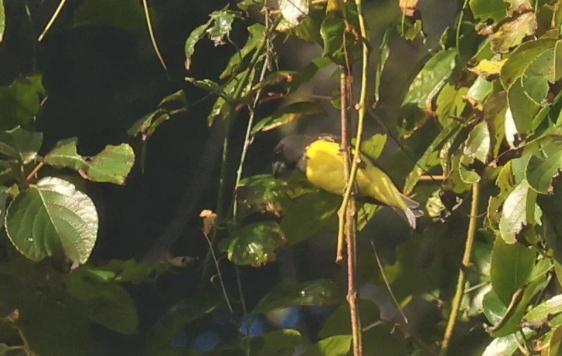 Spot-winged Grosbeak (Mycerobas melanozanthos) Fang Hotsprings Chiang Mai Thailand (22).jpg