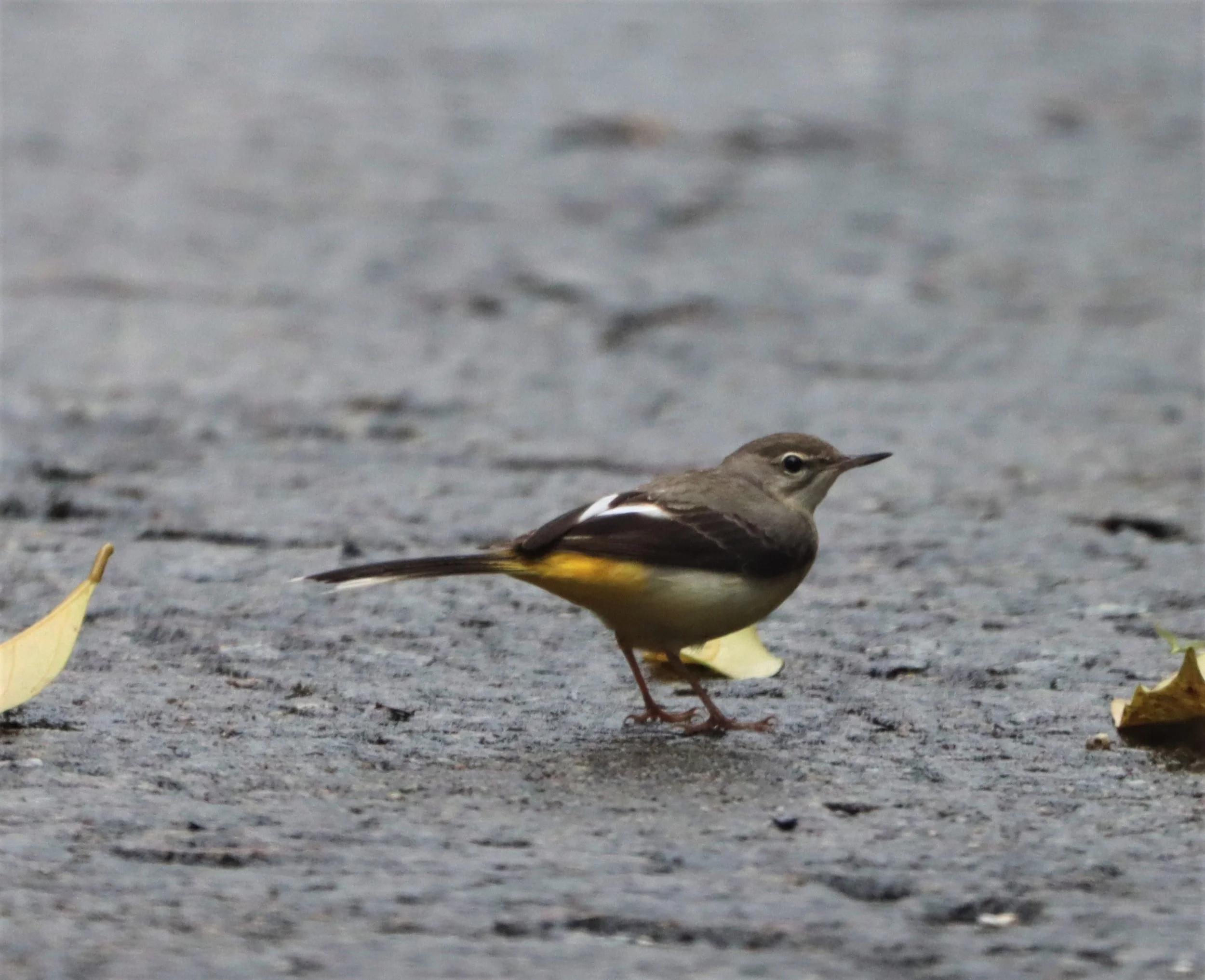 YELLOW WAGTAIL - Motacilla flava - HALA BALA WS (9).jpg