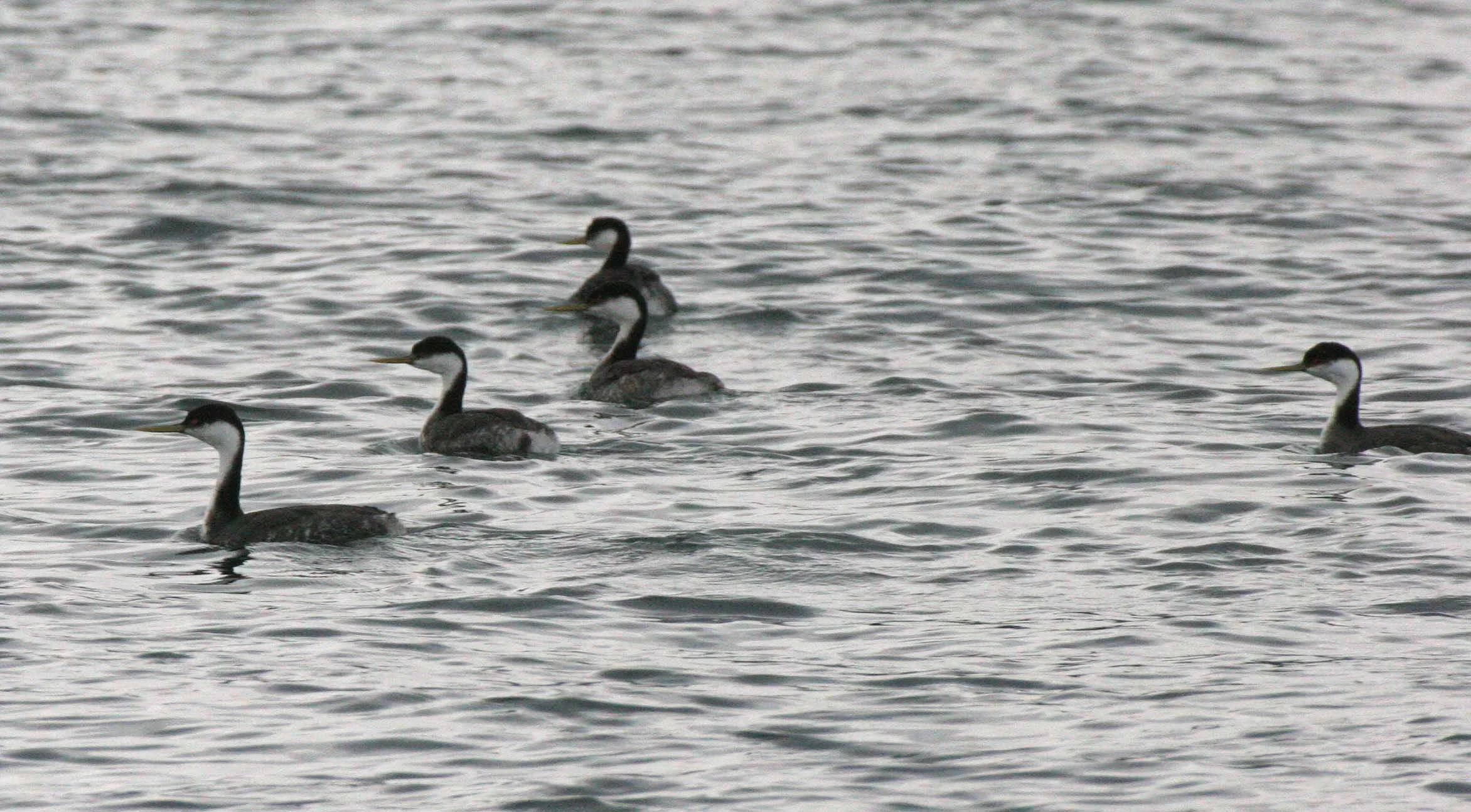 Western Grebe (Aechmophorus occidentalis) Strait of Juan de Fuca Washington (16).jpg