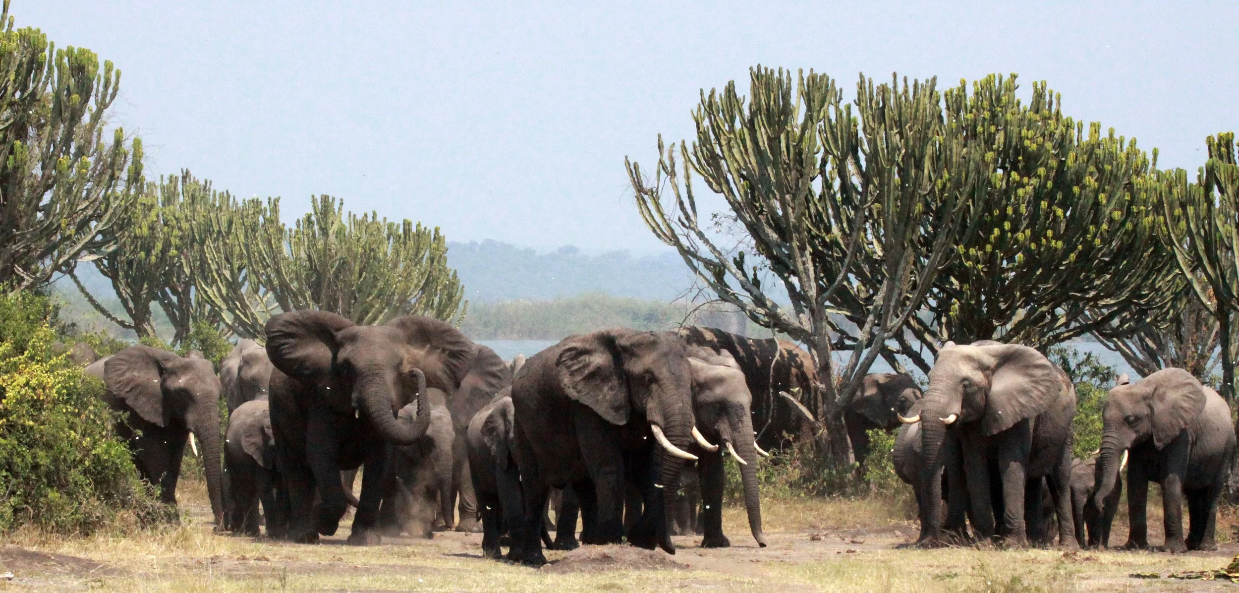 ELEPHANT - QUEEN ELIZABETH NATIONAL PARK UGANDA (16).JPG
