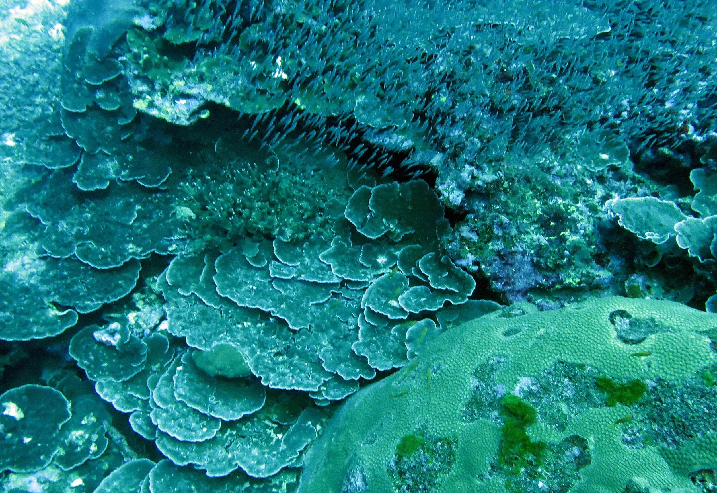 2014 Similan Islands Marine Park Thailand ISB Dive Trip (28).JPG