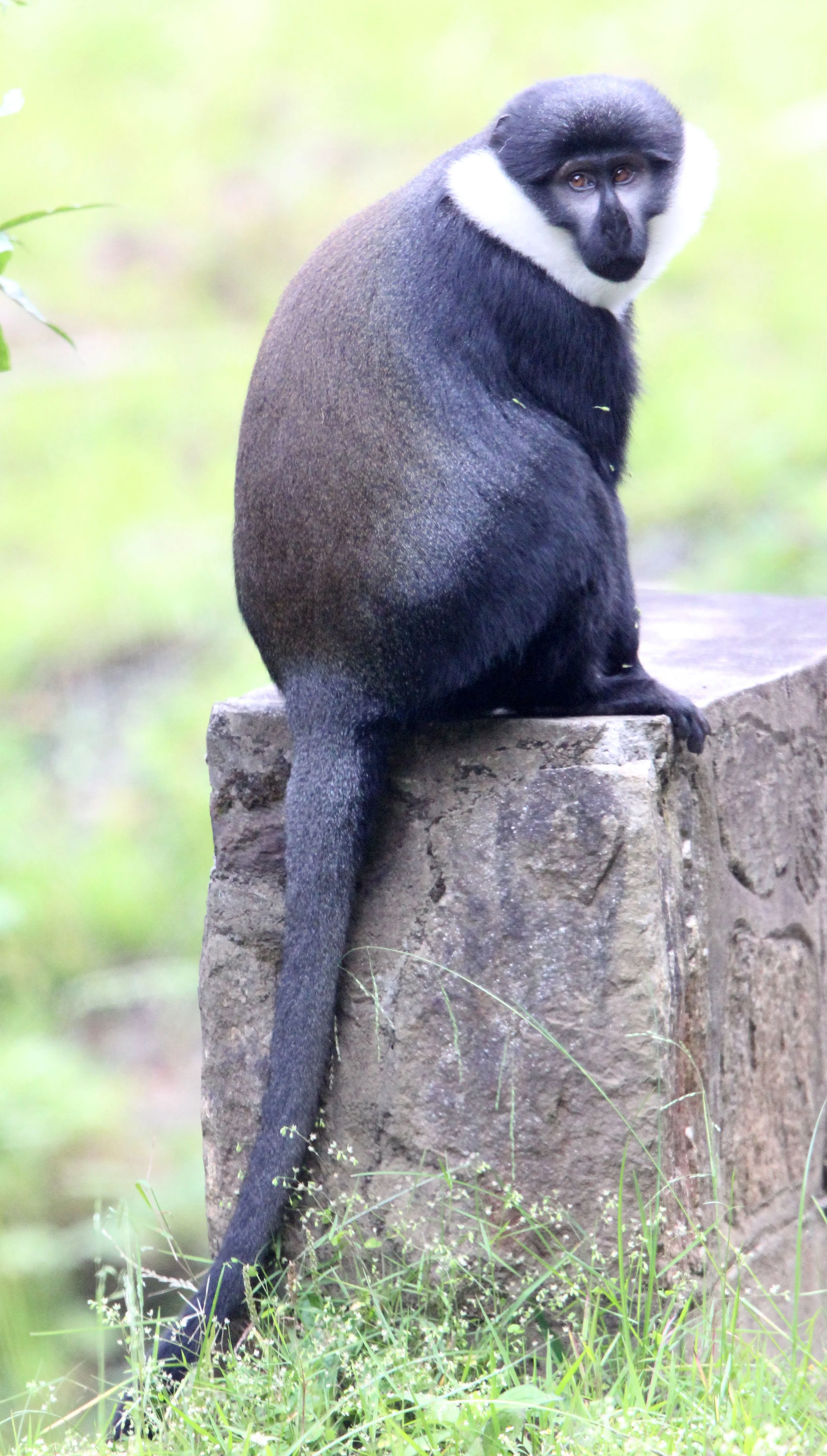 CERCOPITHECIDAE - Allochrocebus lhoesti - L'HOEST'S MONKEY - NYUNGWE NATIONAL PARK RWANDA 2012 (689).JPG