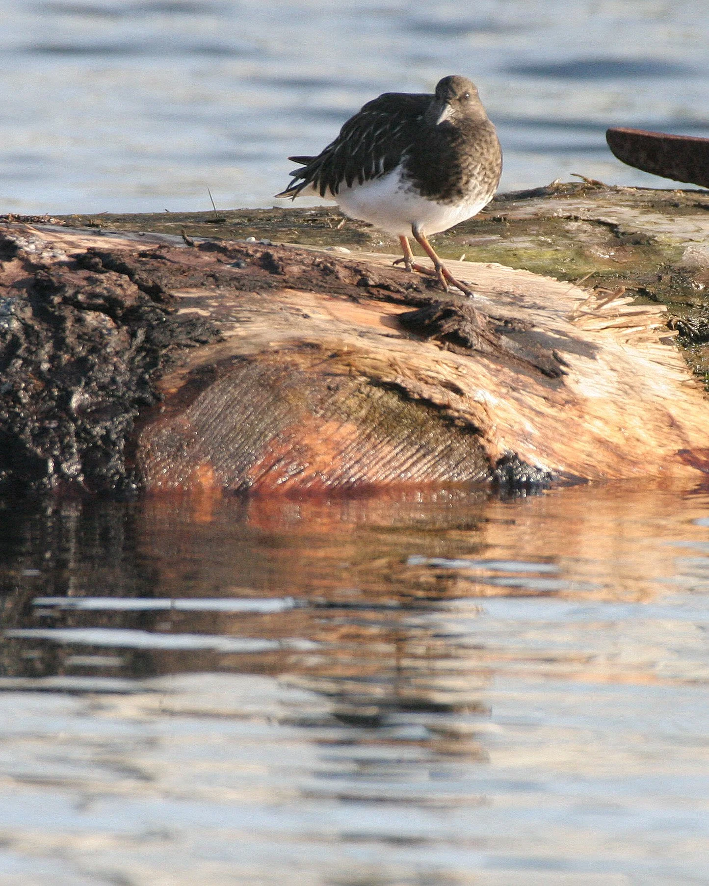 BIRD - TURNSTONE - BLACK TURNSTONE - PA HARBOR (18).jpg