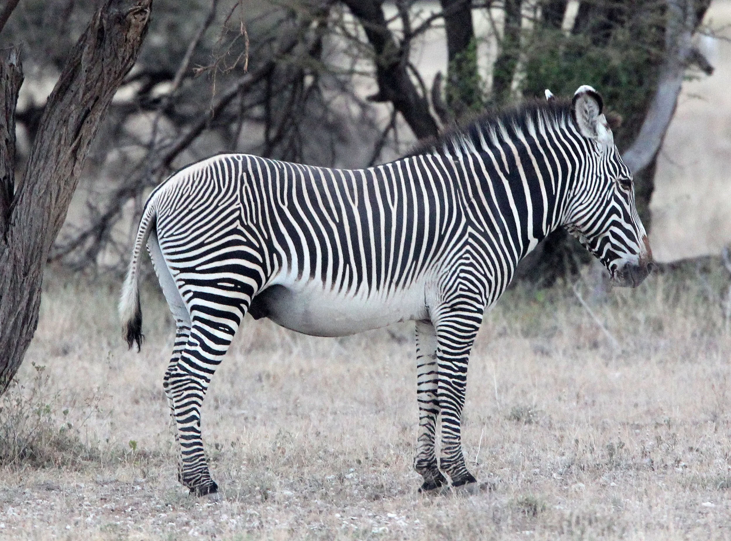 Equus grevyi - GREVY'S ZEBRA - SAMBURU NATIONAL PARK KENYA (19).JPG