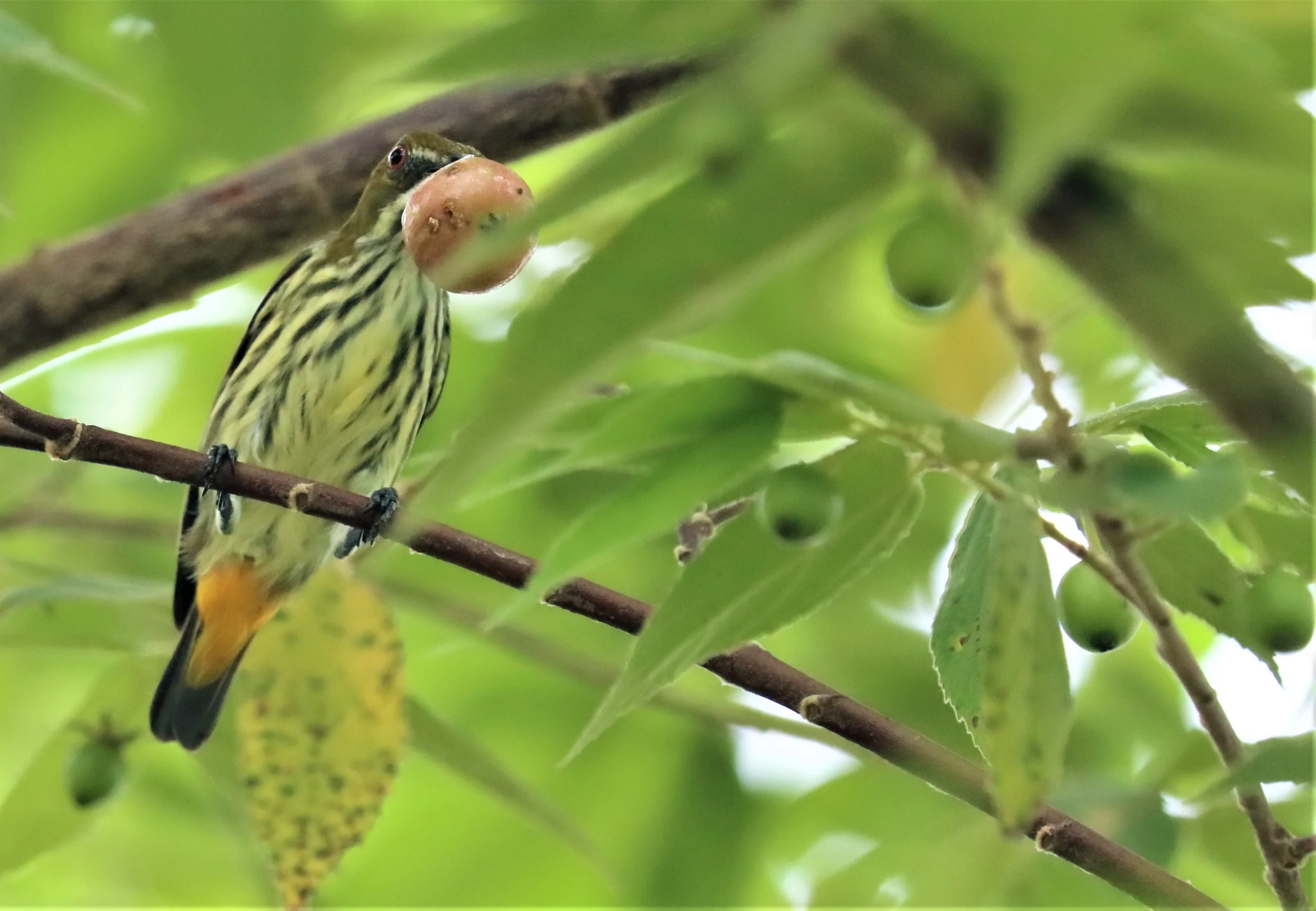 FLOWERPECKER - YELLOW-VENTED FLOWERPECKER - Dicaeum chrysorrheum - BAAN MAKA - IMAGE BY GIFT  (10).jpg