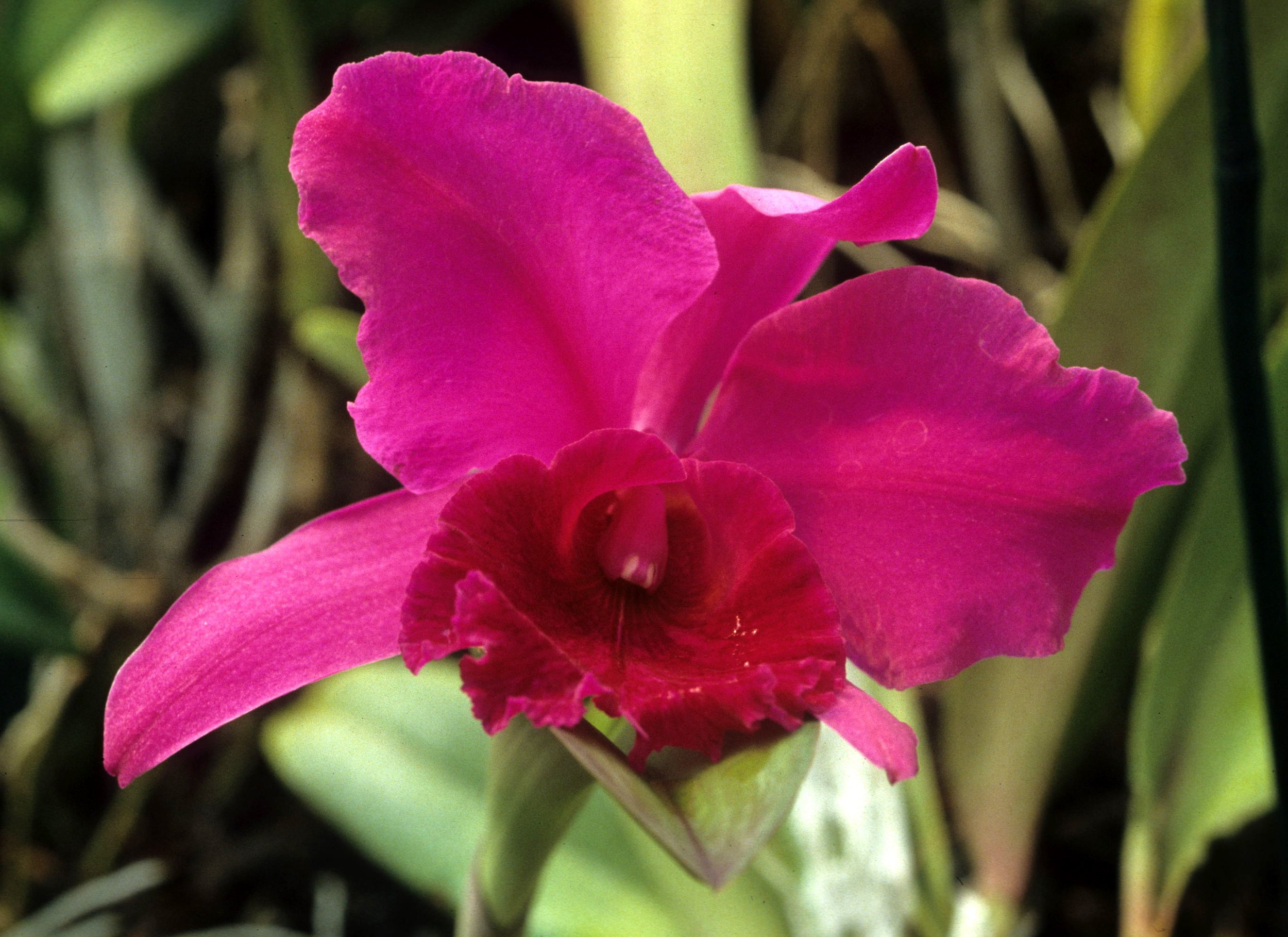 HAWAII - HAWAII - ORCHID - CATTLEYA SPECIES (2).jpg