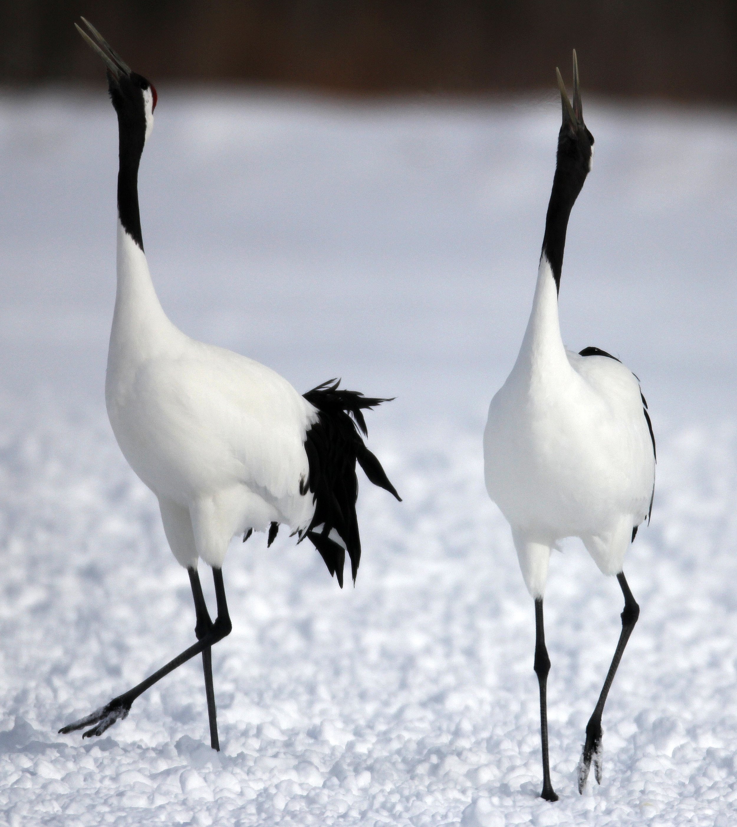 BIRD - CRANE - JAPANESE RED-CROWN CRANE - AKAN INTERNATIONAL CRANE CENTER - HOKKAIDO JAPAN.JPG