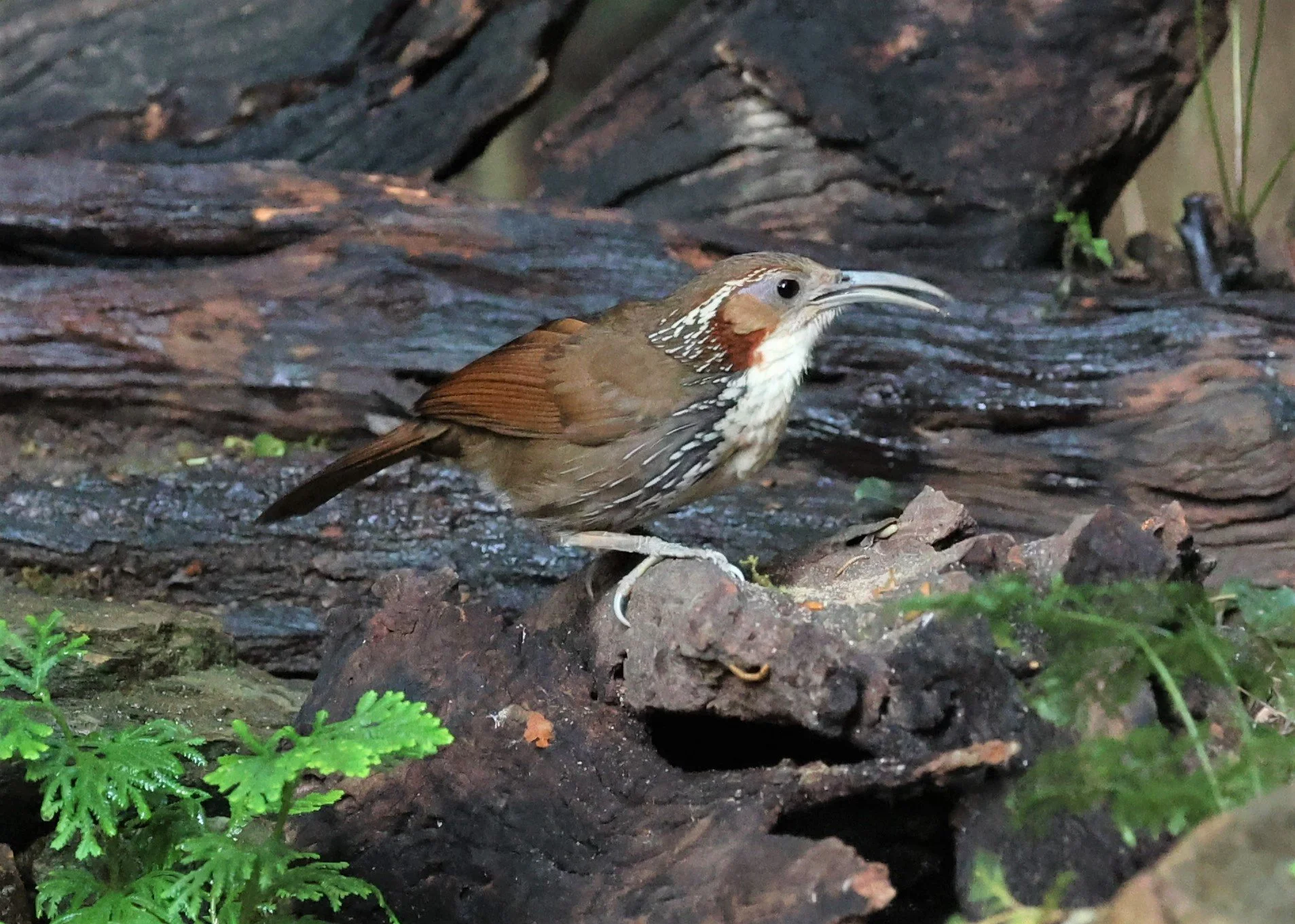 SCIMITAR BABBLER - Erythrogenys hypoleucos - LARGE SCIMITAR BABBLER - PETCHABURI PROVINCE - NUY HIDE NEAR KAENG KRACHAN JAN 2022 (6).jpg