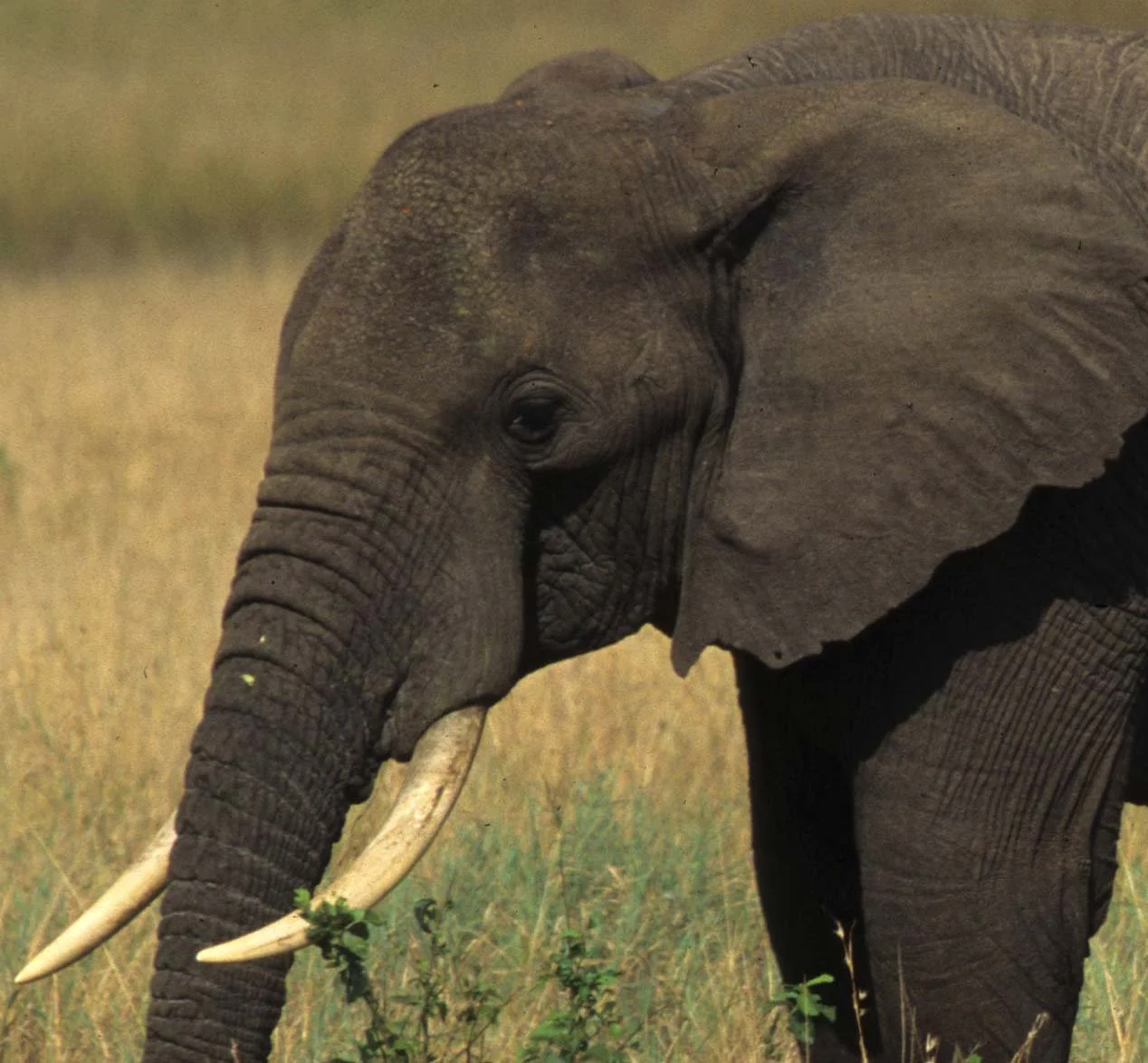 ELEPHANT - SERENGETI 16A.jpg