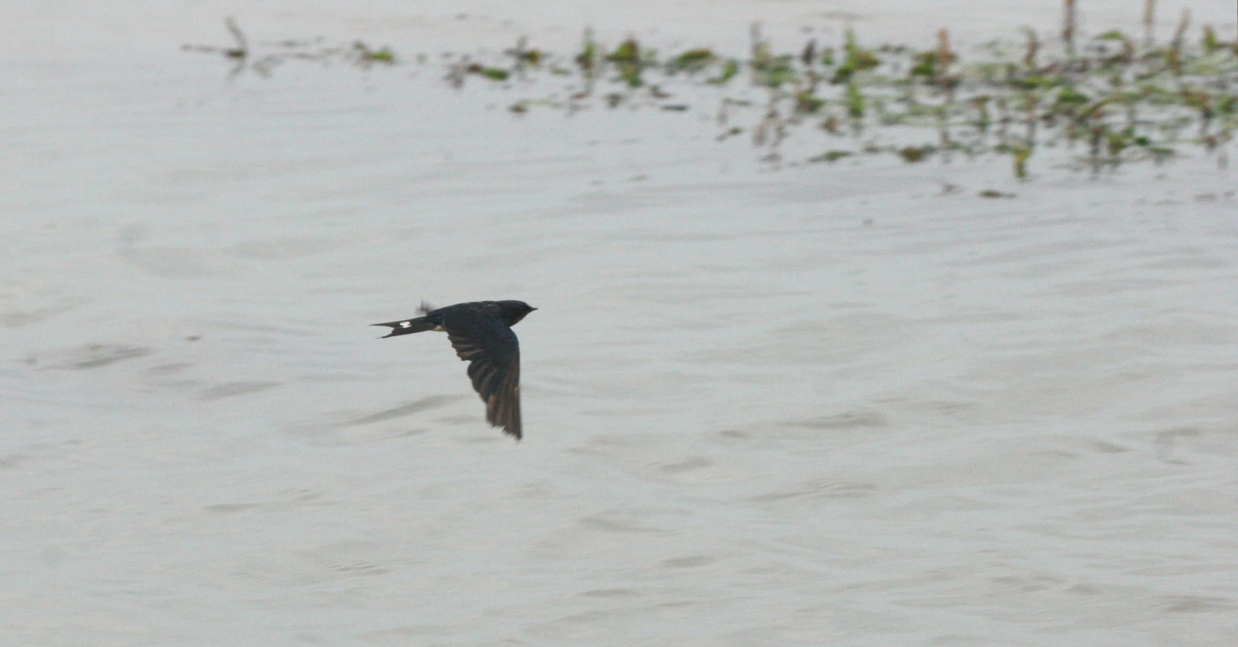 Barn Swallow (Hirundo rustica) Bueng Boraphet Wetlands Nakhon Sawan Thailand (25).JPG
