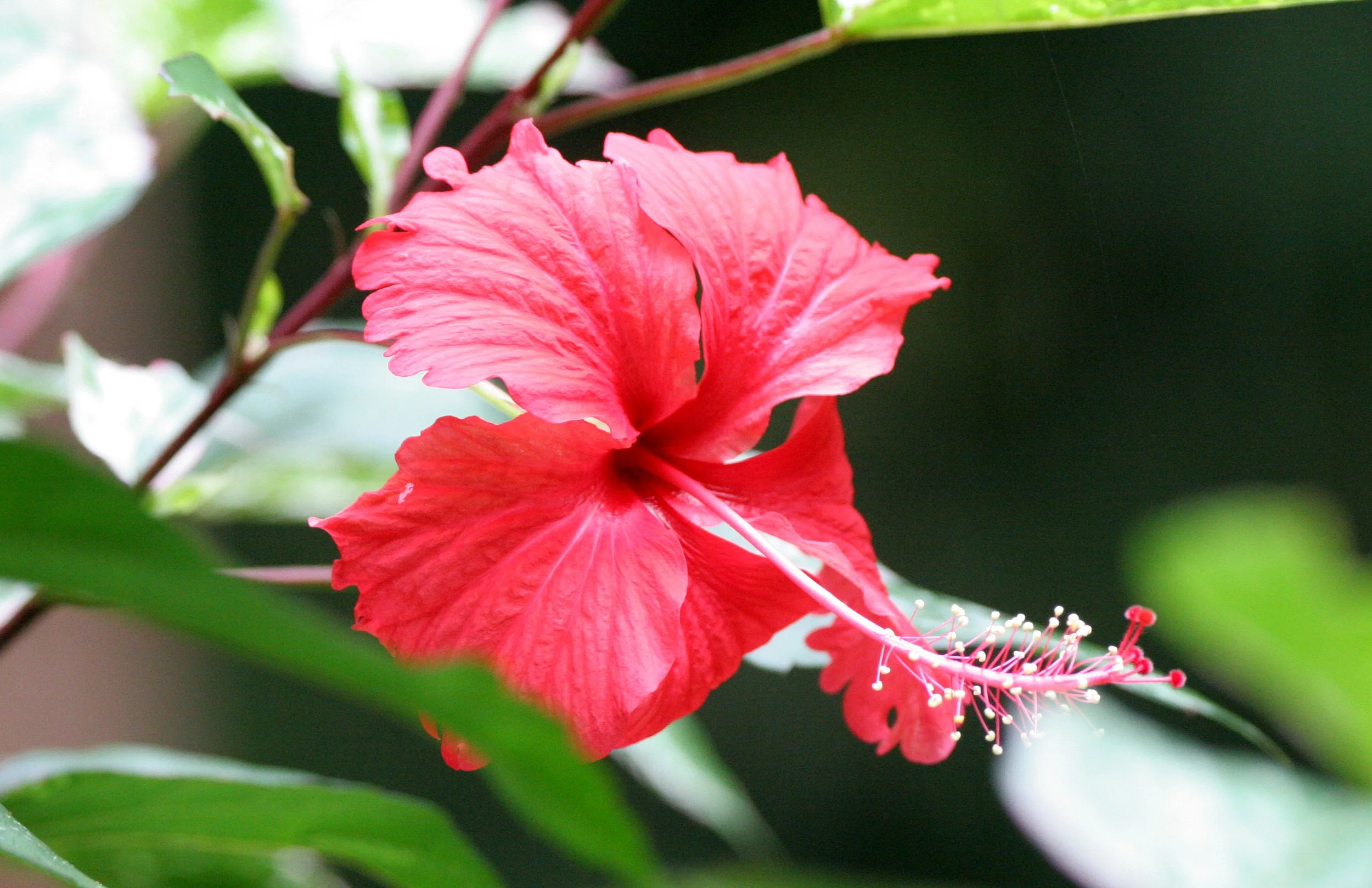 KINABATANGAN RIVER BORNEO - HIBISCUS ROSA-SINENSIS (3).JPG