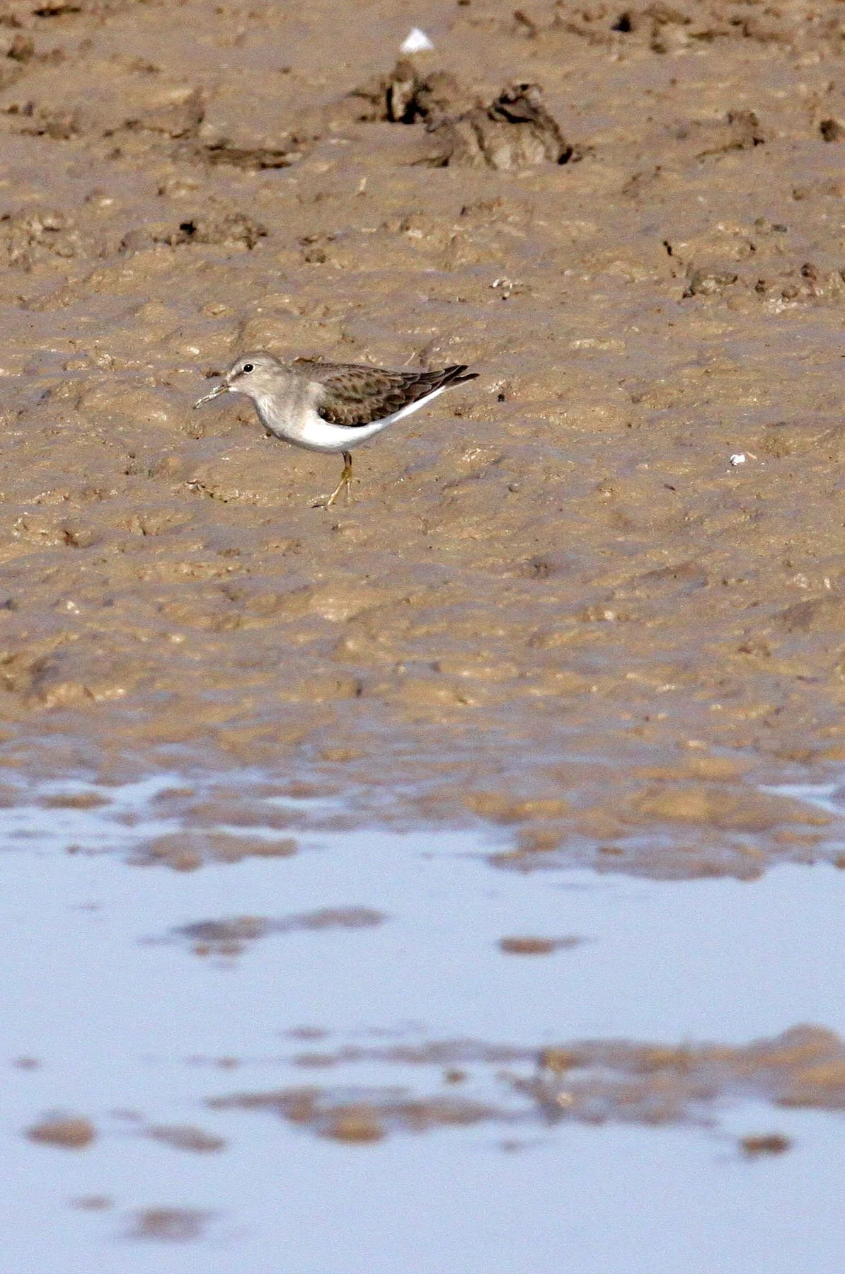 BIRD - SANDPIPER - WOOD SANDPIPER - LITTLE RANN OF KUTCH GUJARAT INDIA (2).JPG