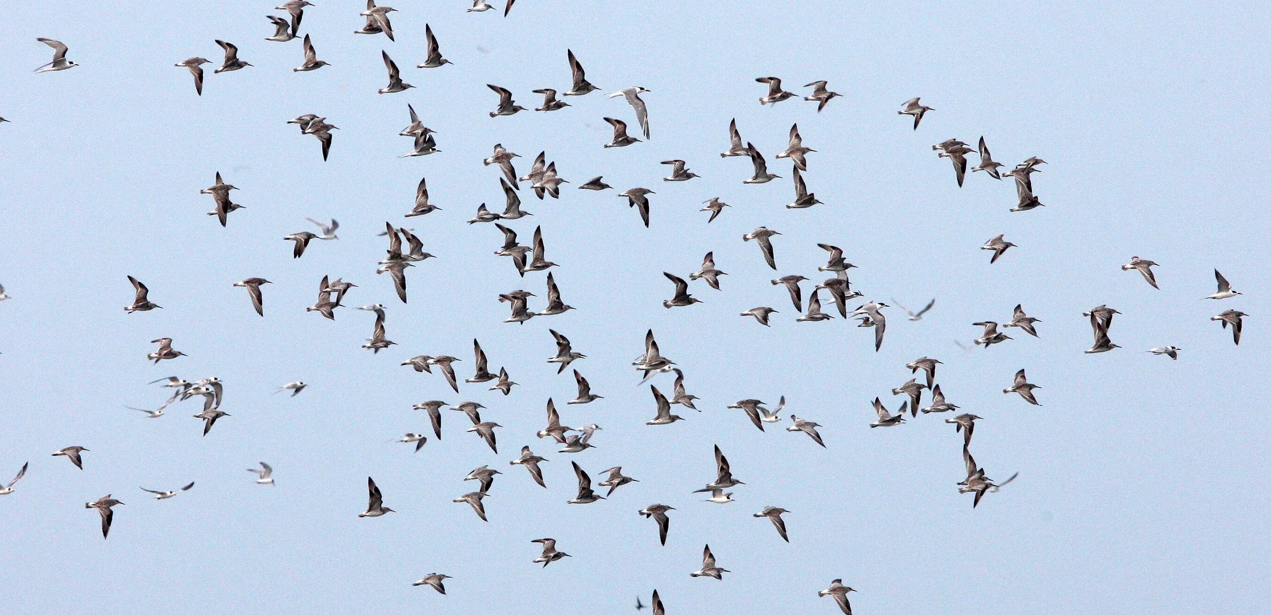 BIRD - GREAT KNOT - PETCHABURI PROVINCE, PAK THALE (4).JPG