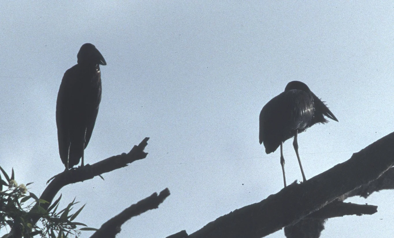 BIRDS - STORK - AFRICAN OPENBILLED - UGANDA - B1.jpg
