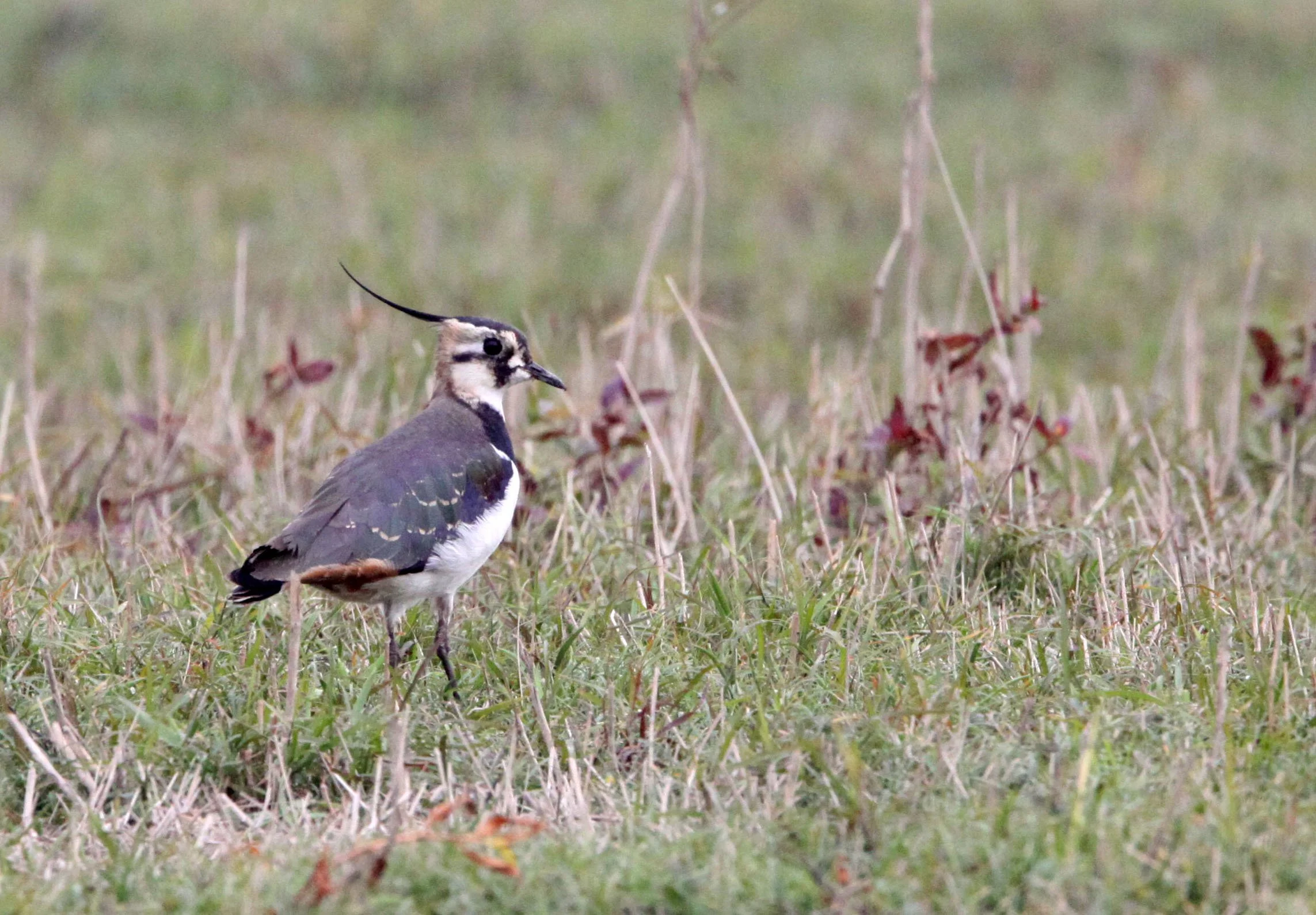 LAPWING - NORTHERN LAPWING - Vanellus vanellus - POYANG LAKE, JIANGXI PROVINCE, CHINA (44).JPG