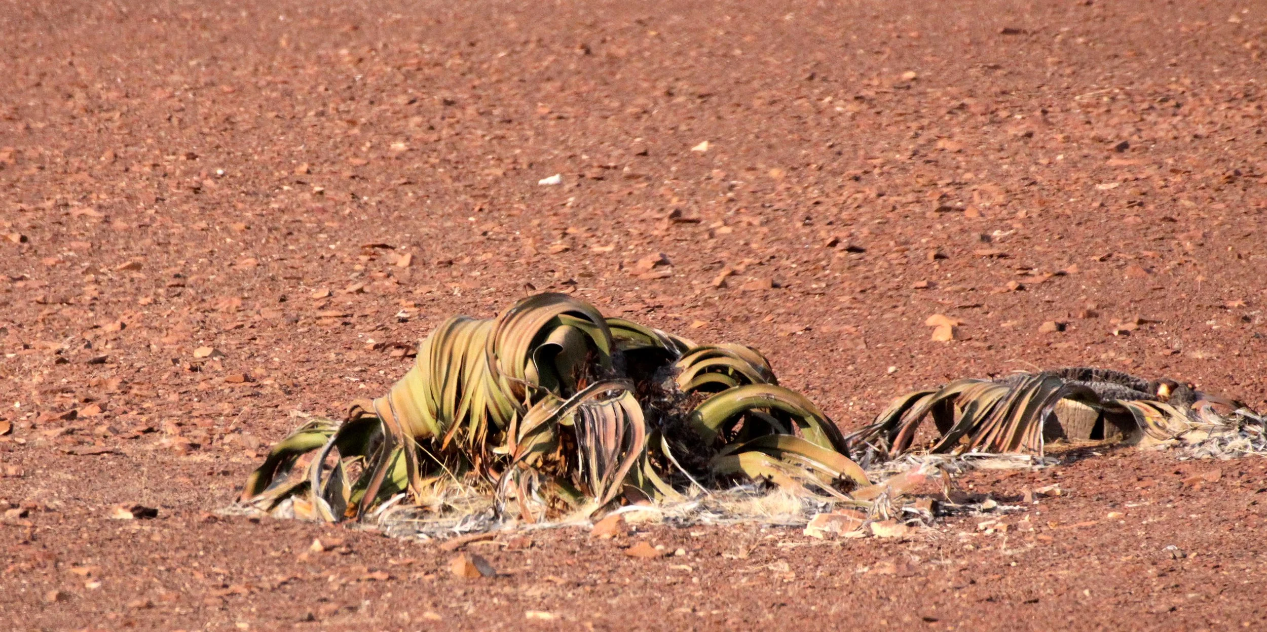 Welwitschia mirabilis up to 3000 years old!