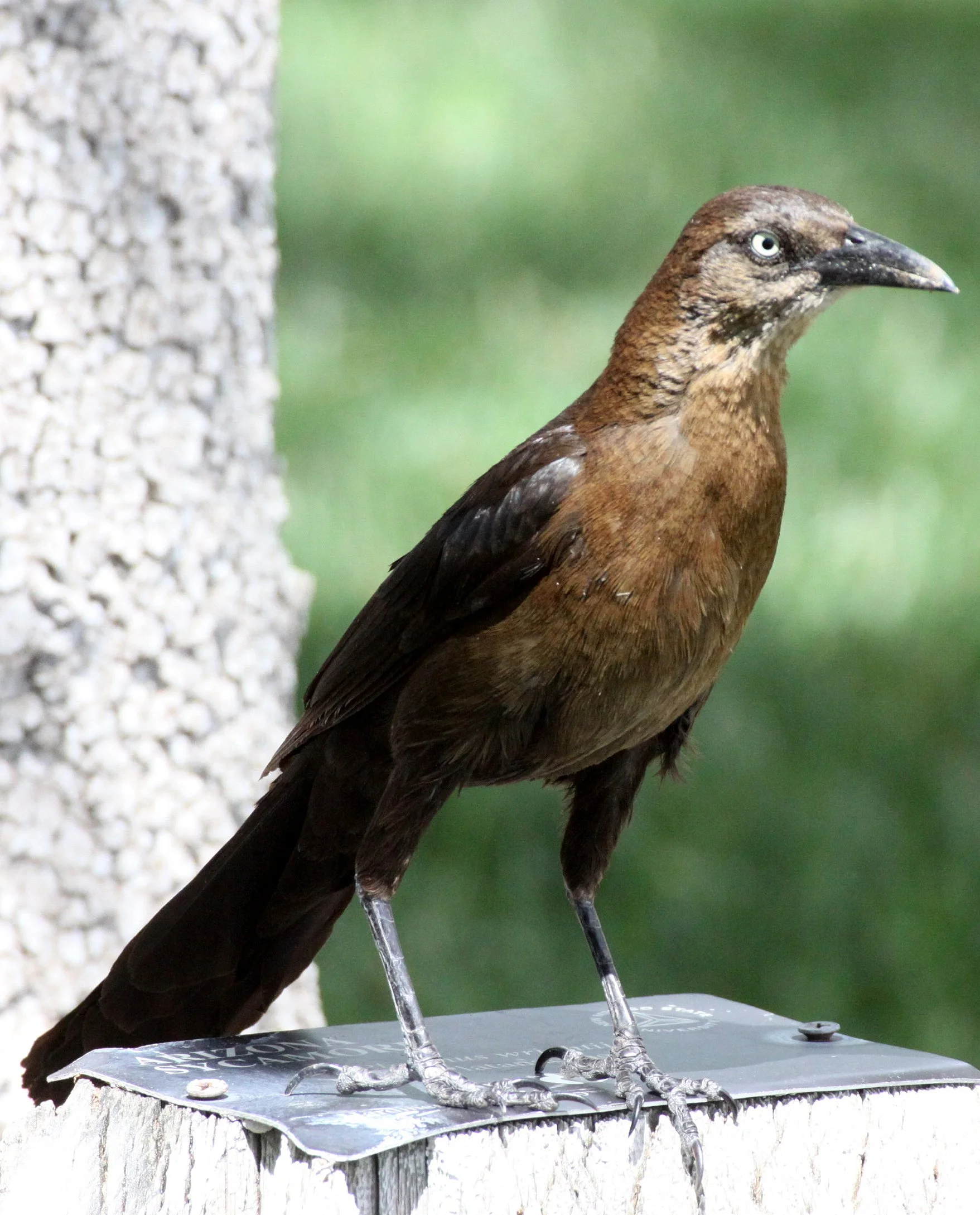 Great-tailed Grackle (Quiscalus mexicanus) Las Cruces New Mexico NMSU Campus (2).JPG