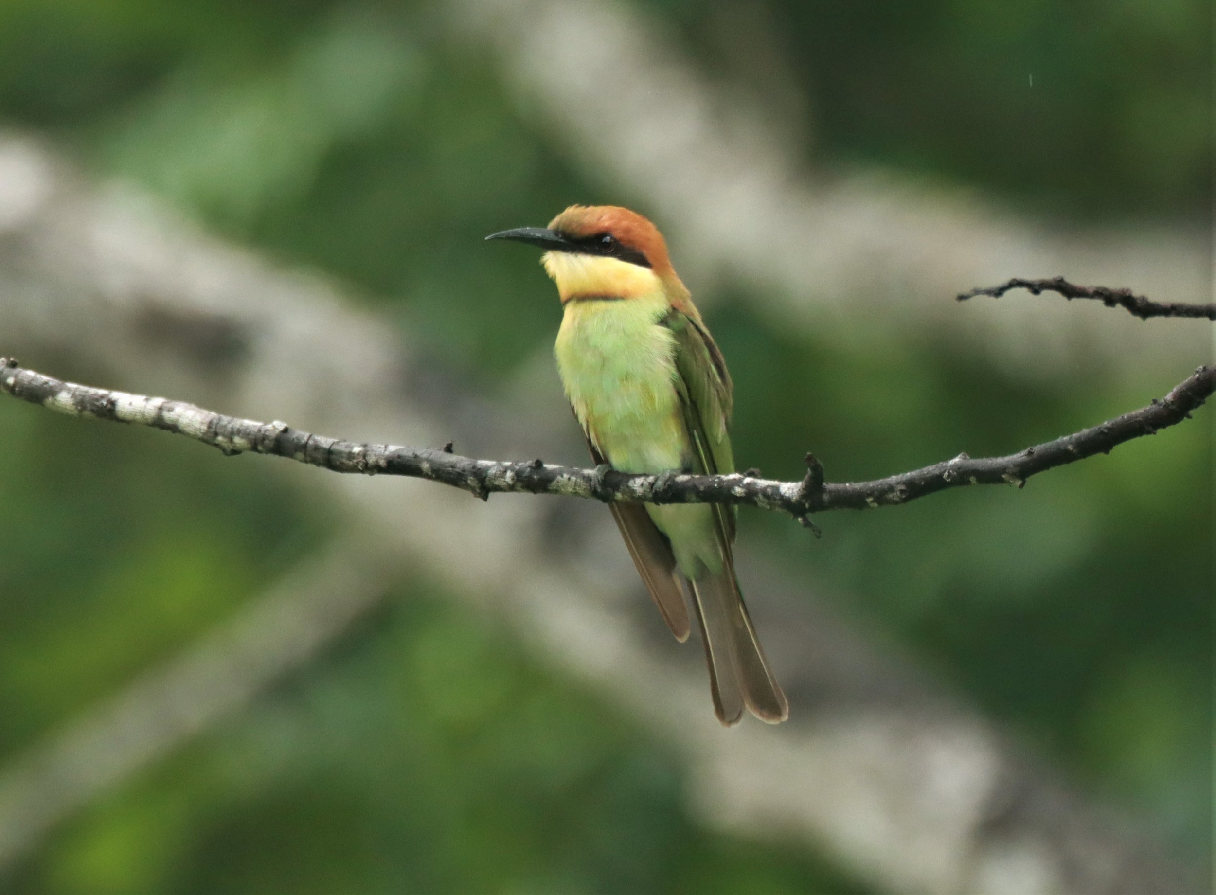 BEE-EATER - CHESTNUT-HEADED BEE-EATER - Merops leschenaulti - KHAO SOK SURAT THANI (2).jpg