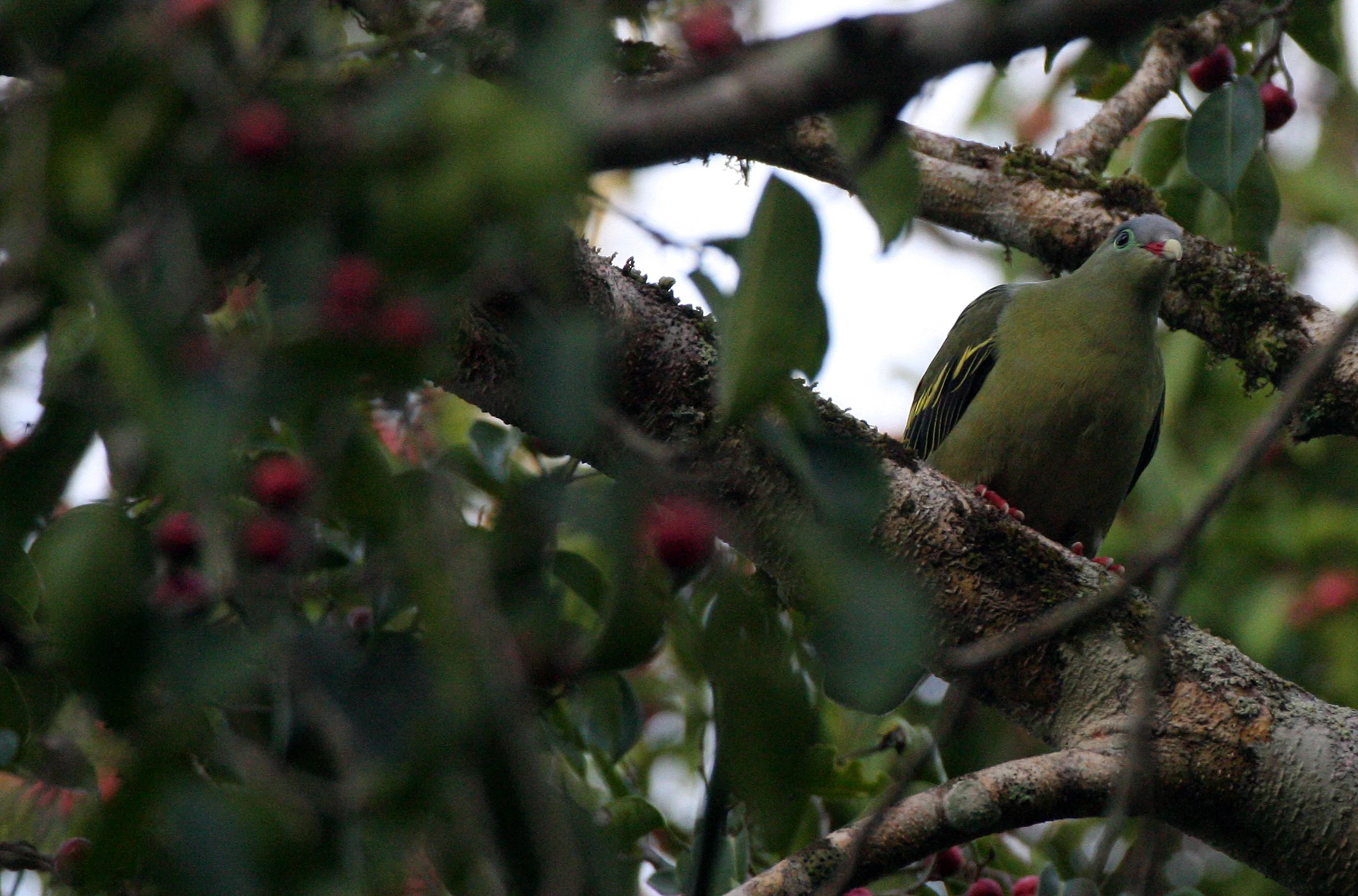 Thick-billed Green Pigeon (Treron curvirostra) Kaeng Krachan NP Thailand (25).JPG