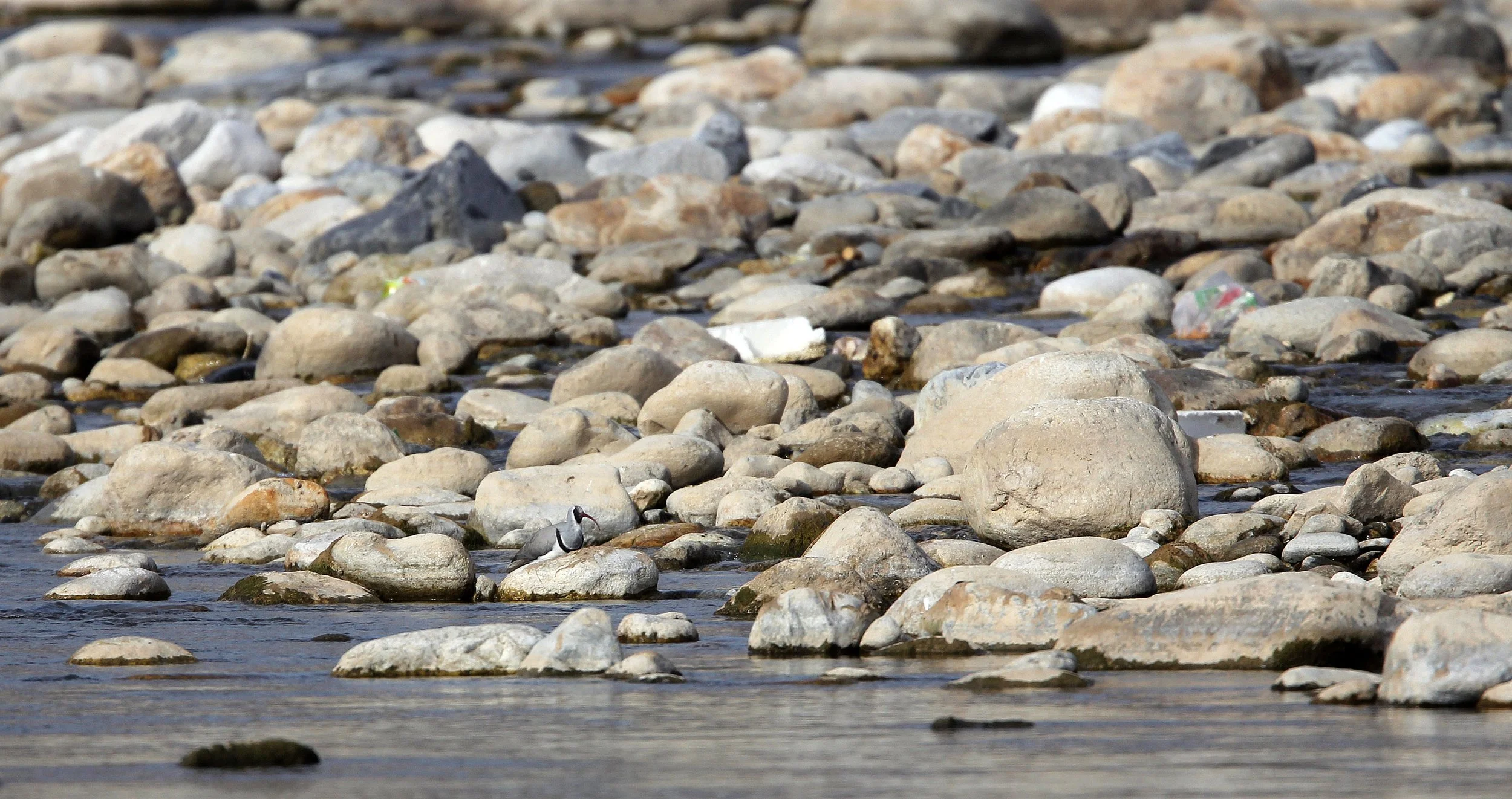 Ibisbill in Ladakh India