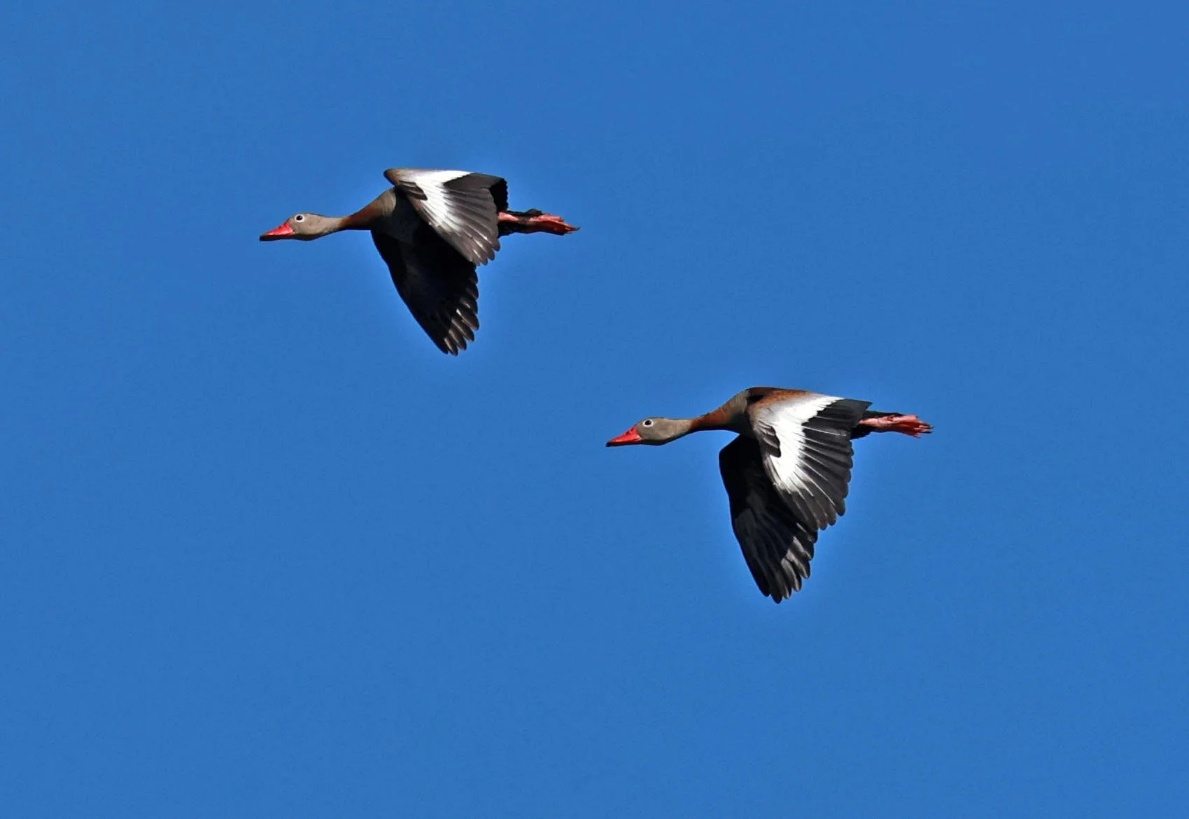 Duck - Black-bellied Whistling Duck - Dendrocygna autumnalis - Ariau River & Rio Negro Region Southwest of Manaus (3).jpg