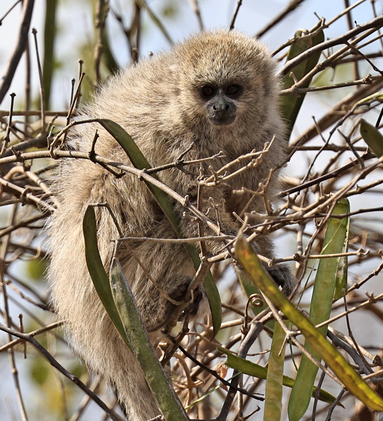 Chacoan Titi (Plecturocebus pallescens) Agua Dulce Paraguay (16).jpg