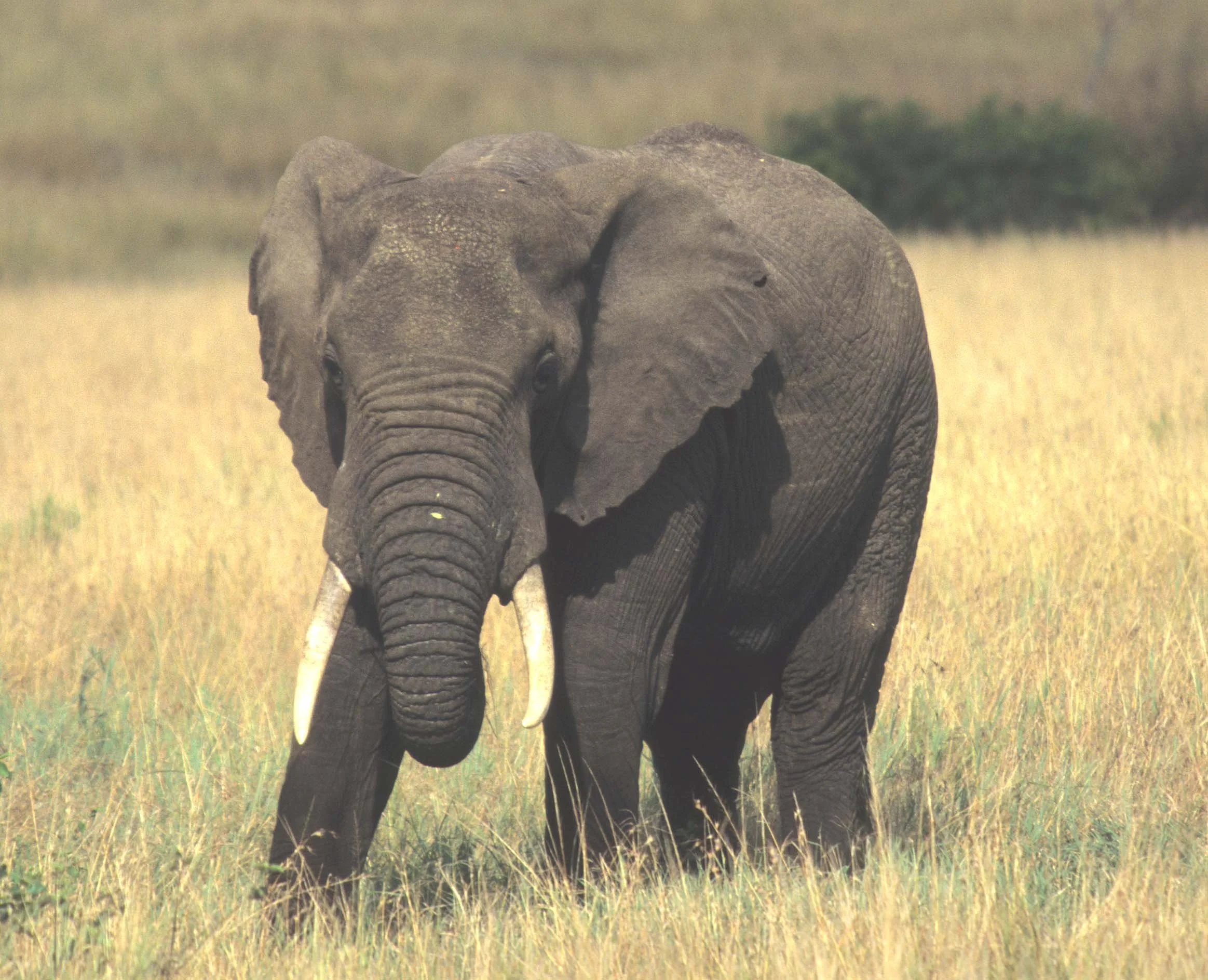 ELEPHANT - UGANDA 3.jpg