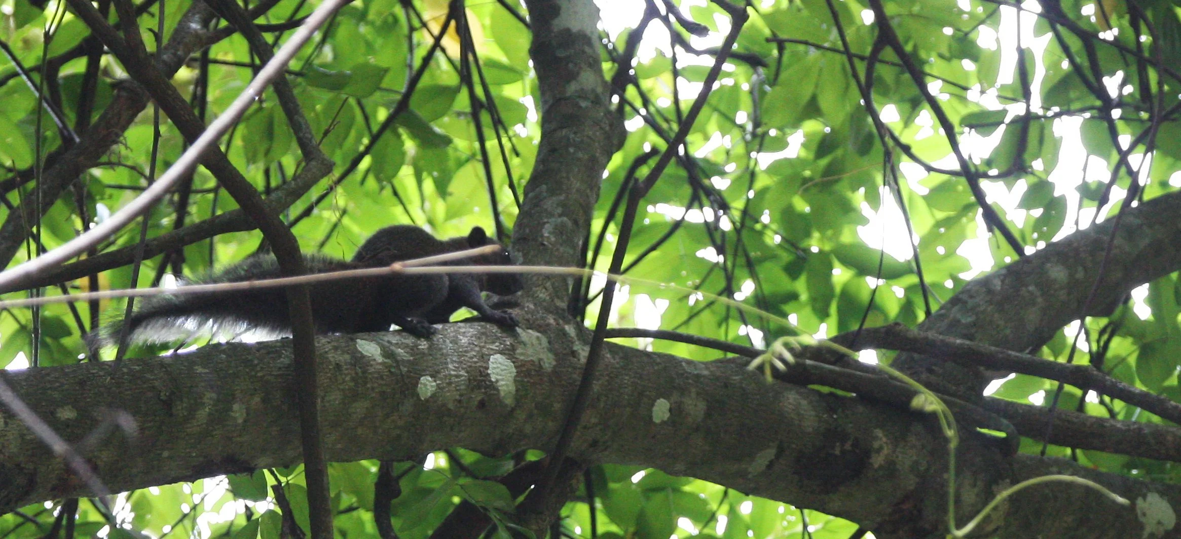 Callosciurus erythraeus - PALLAS'S SQUIRREL - KOH LANTA THAILAND (30).JPG
