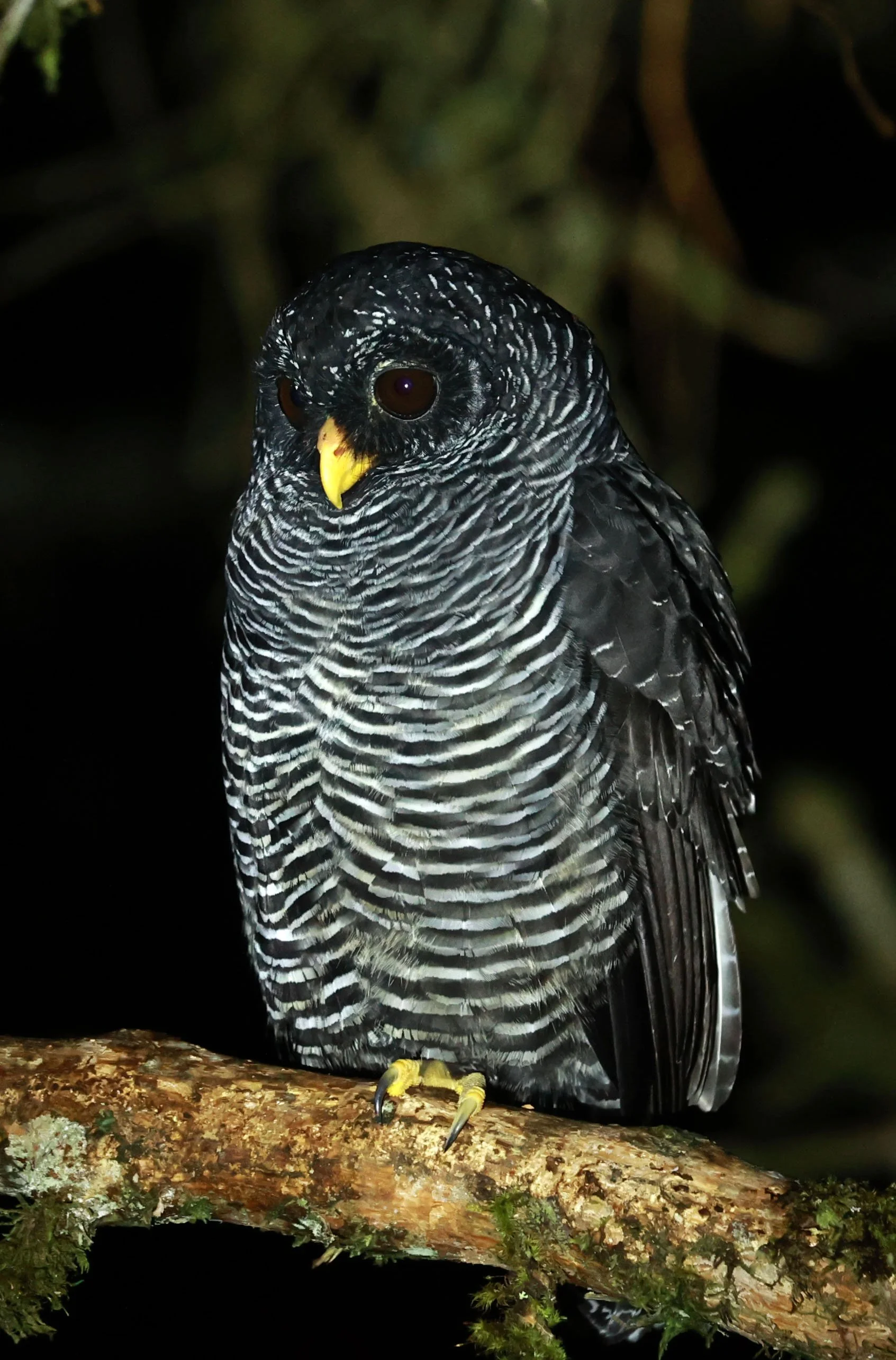 Owl - Black-banded Owl - Strix huhula - San Isidro Lodge, Ecuador (42).jpg