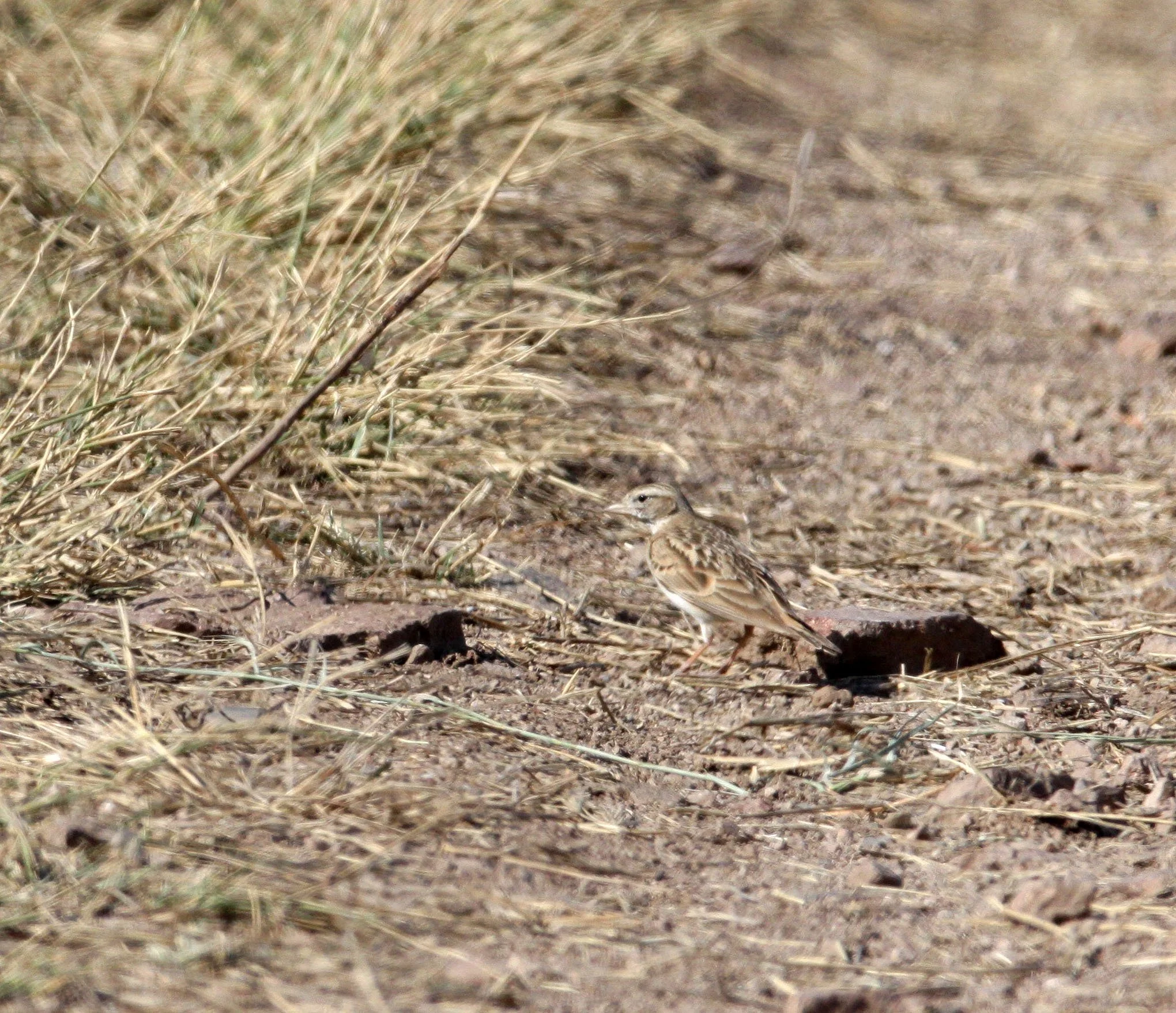 Paddyfield Pipit (Anthus rufulus) BLACKBUCK NATIONAL PARK INDIA (2).JPG