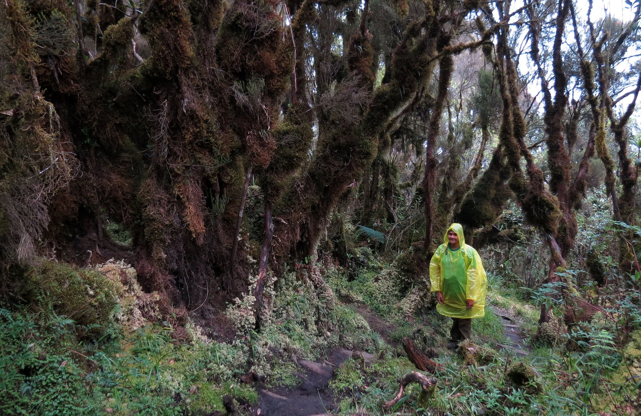 RWENZORI NATIONAL PARK UGANDA (130).JPG